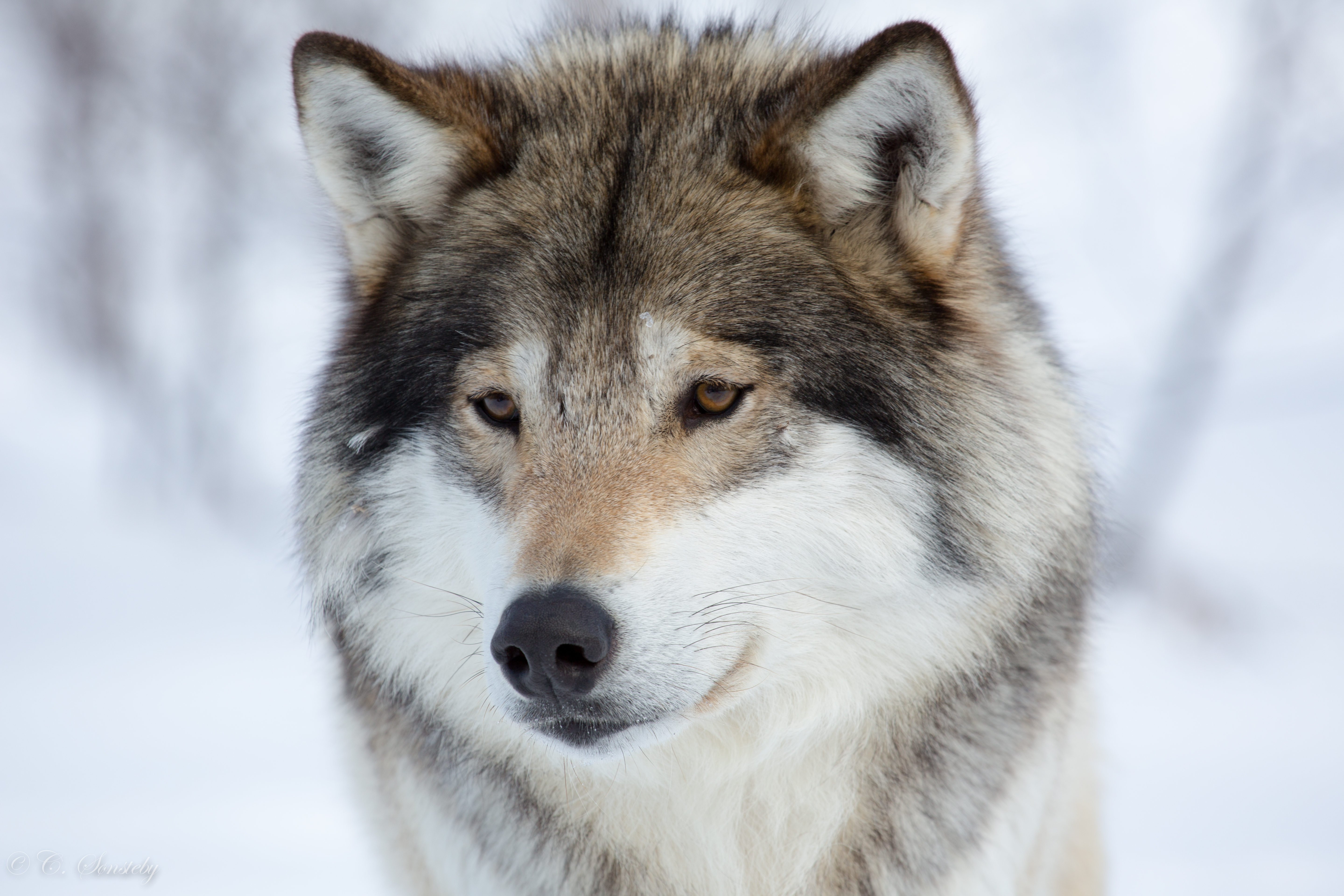 396510壁紙のダウンロード動物, 狼, 顔, 銃口, オオカミ-スクリーンセーバーと写真を無料で