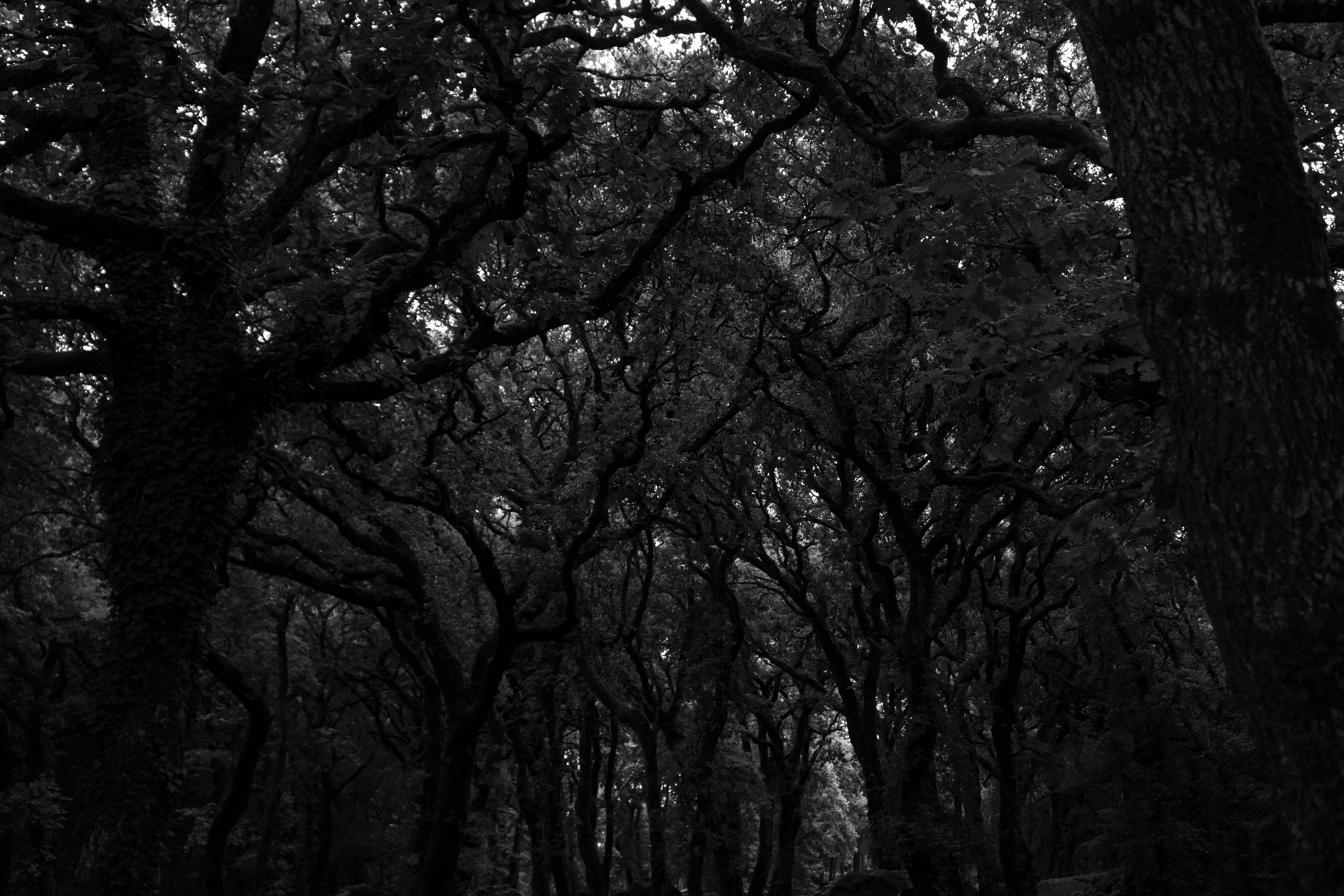 Download mobile wallpaper Forest, Chb, Trees, Bw, Dark for free.