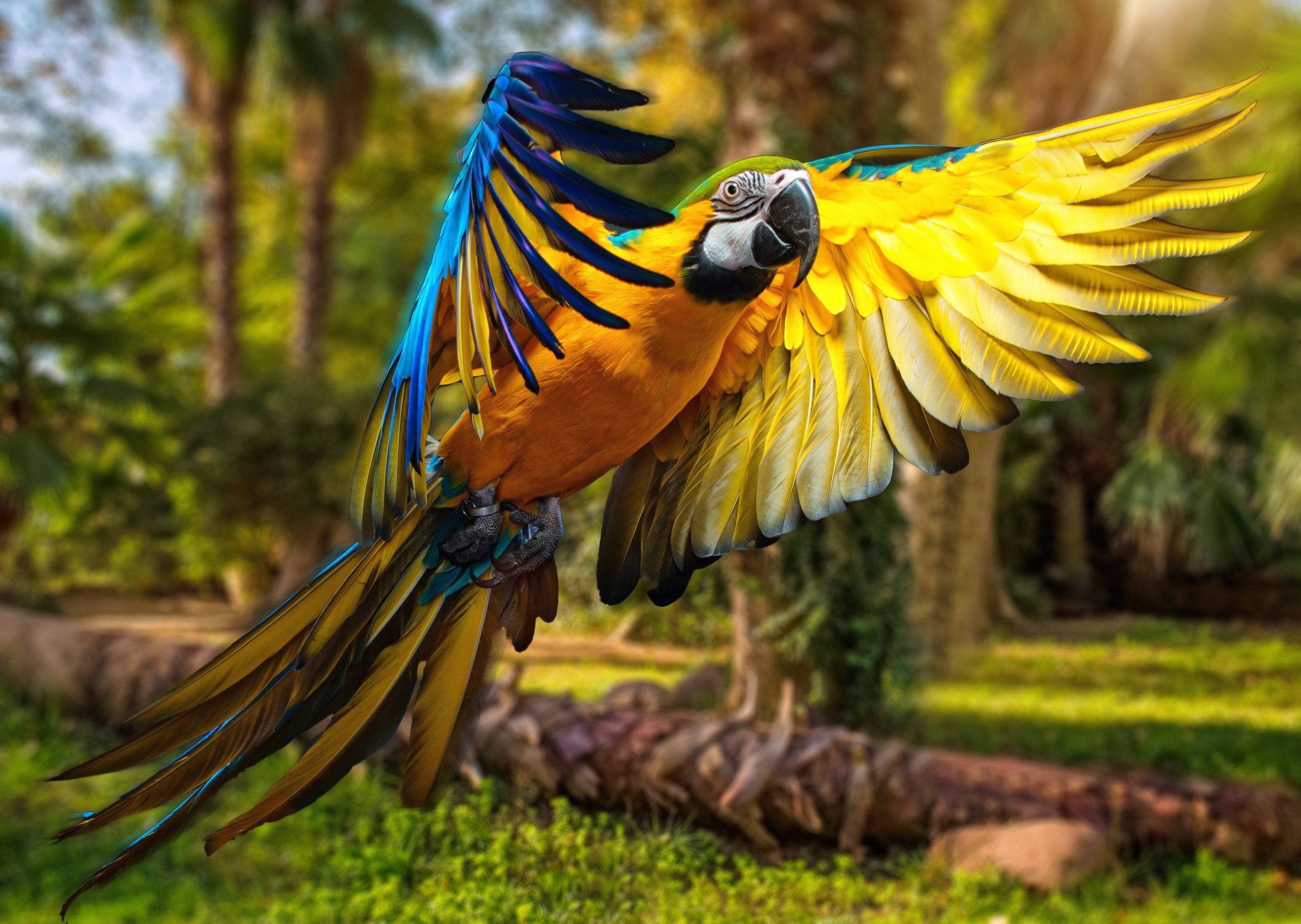 animal, blue and yellow macaw, flight, macaw, parrot, birds HD wallpaper