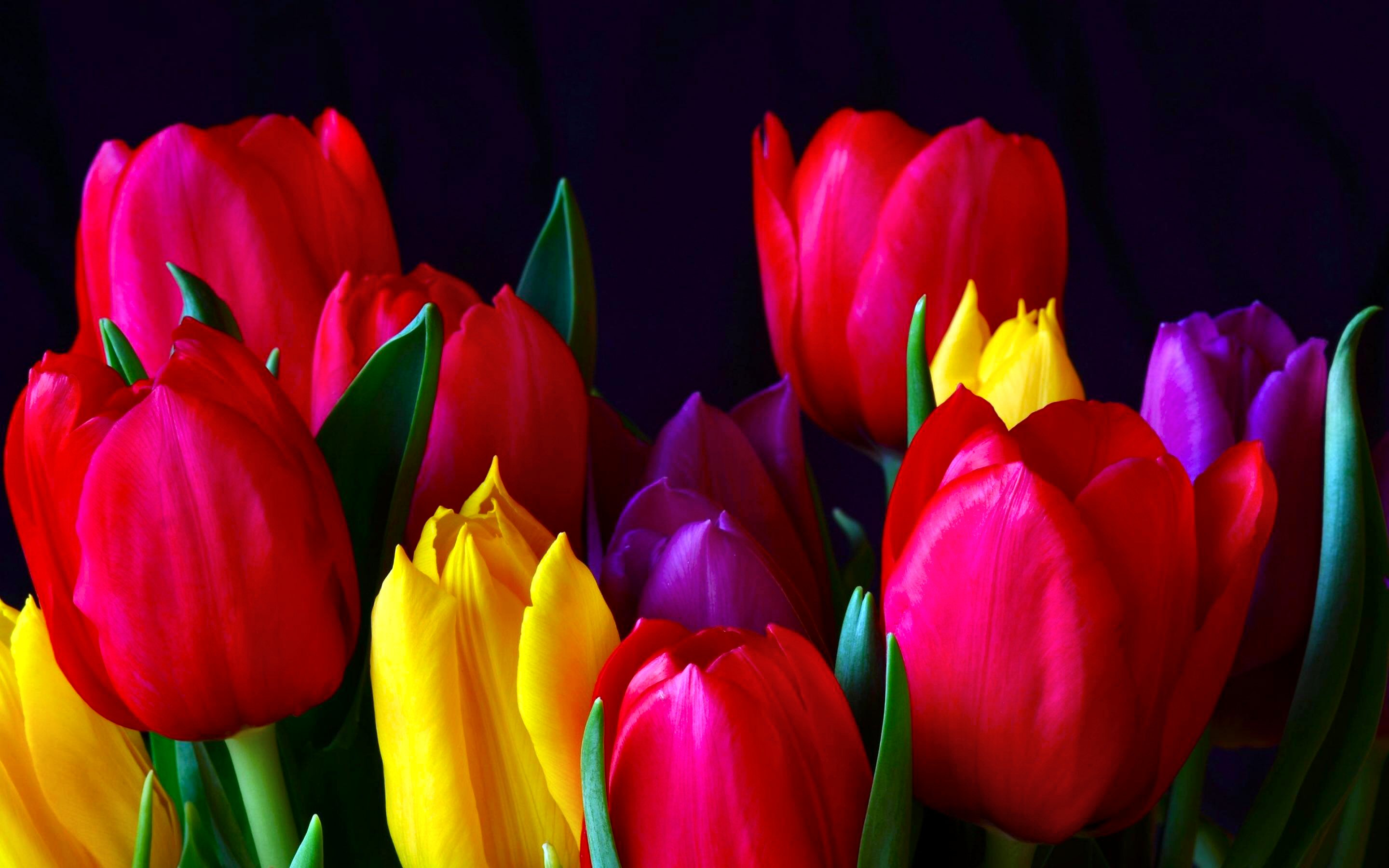 earth, tulip, colorful, flower, red flower, flowers for android