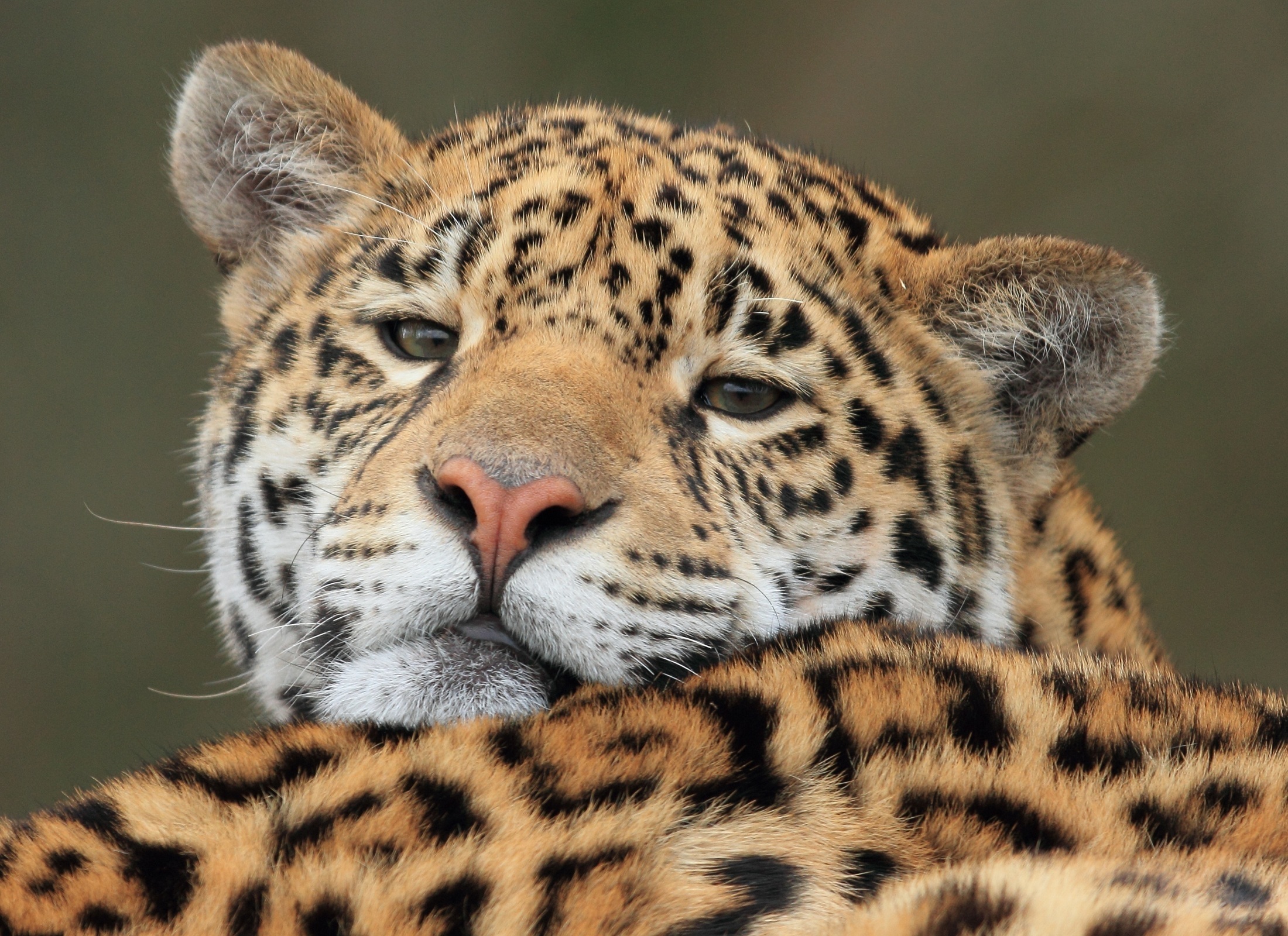 67062 Bildschirmschoner und Hintergrundbilder Jaguar auf Ihrem Telefon. Laden Sie raubtier, schnauze, tiere, große katze Bilder kostenlos herunter