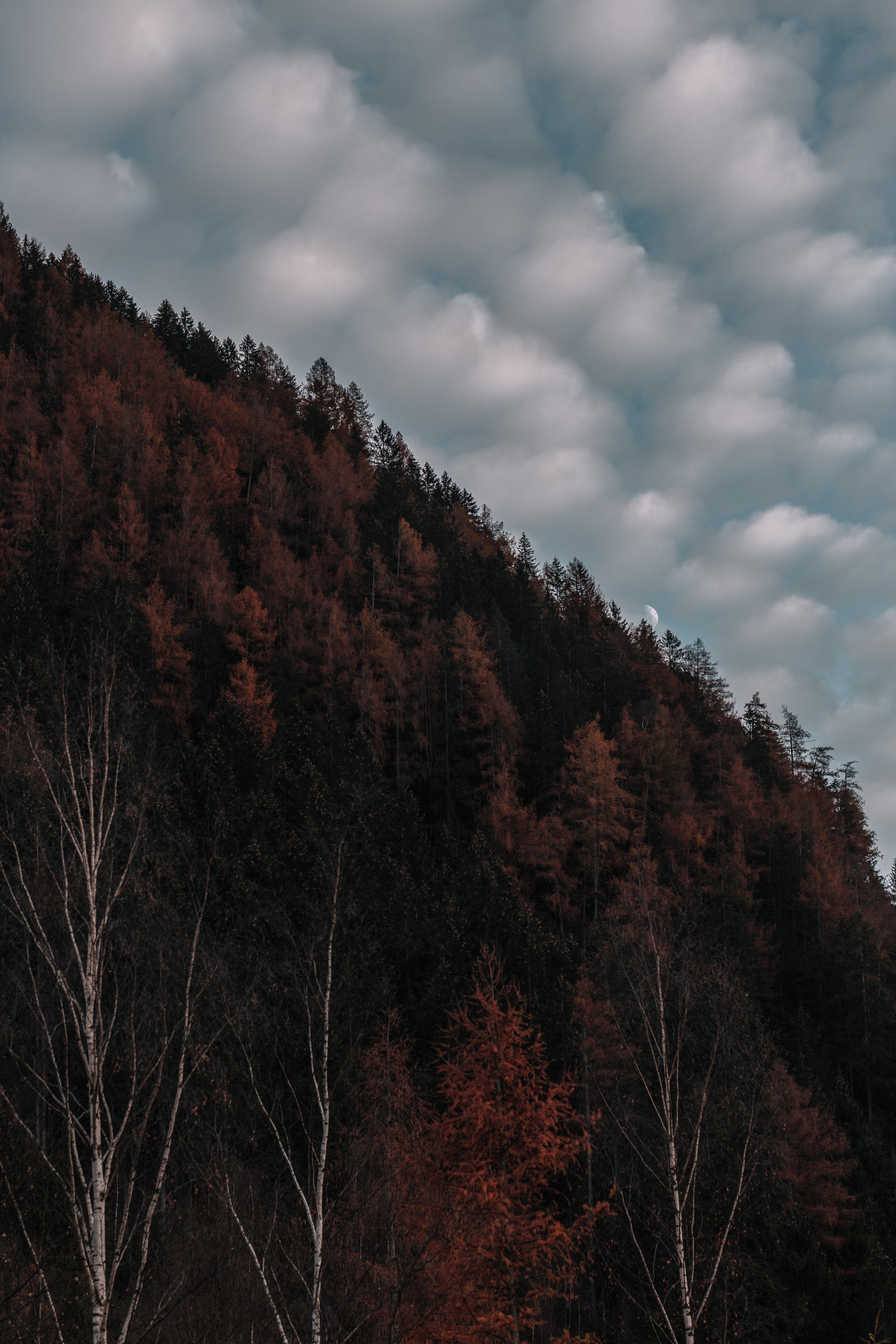 Laden Sie das Natur, Bäume, Sky, Clouds, Höhe, Abend, Elevation-Bild kostenlos auf Ihren PC-Desktop herunter