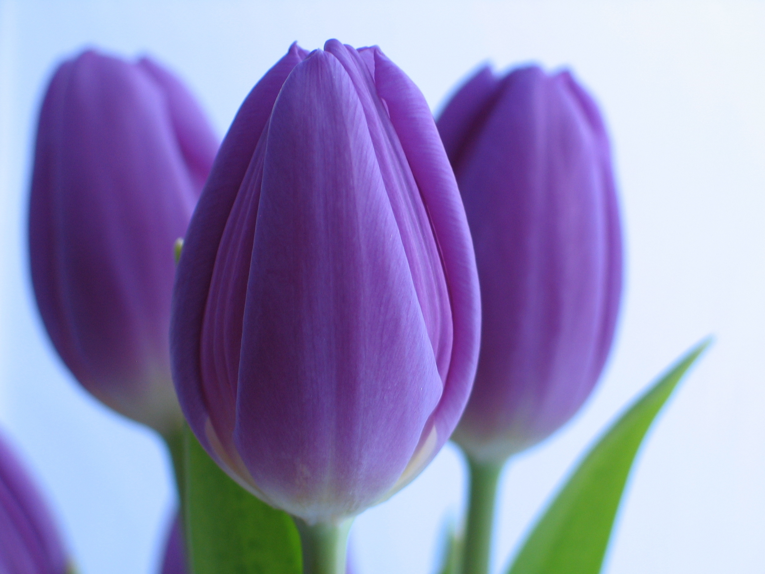 131708 économiseurs d'écran et fonds d'écran Tulipes sur votre téléphone. Téléchargez fleurs, bouquet, fermer, gros plan images gratuitement