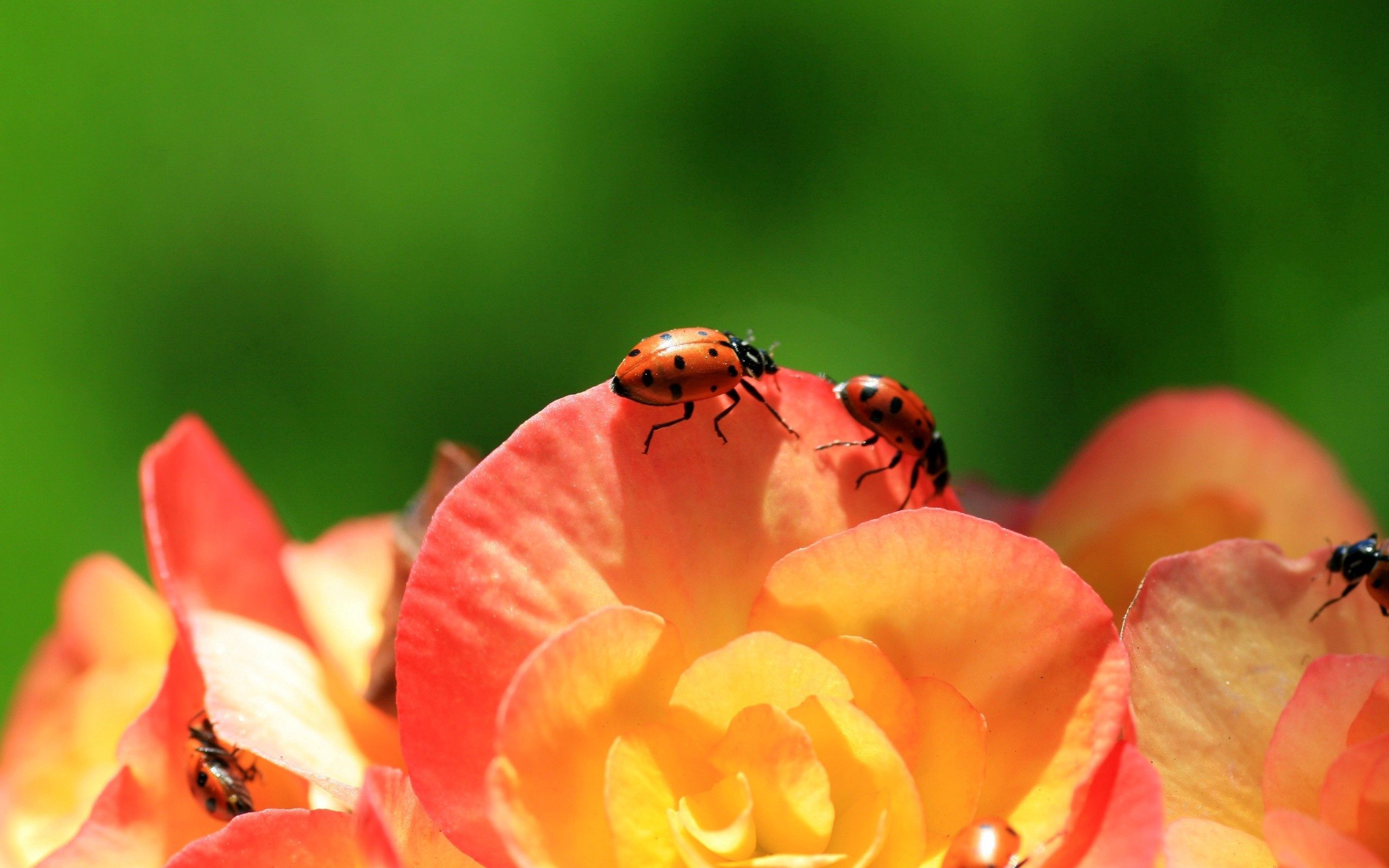 flower, macro, petals, ladybird home screen for smartphone