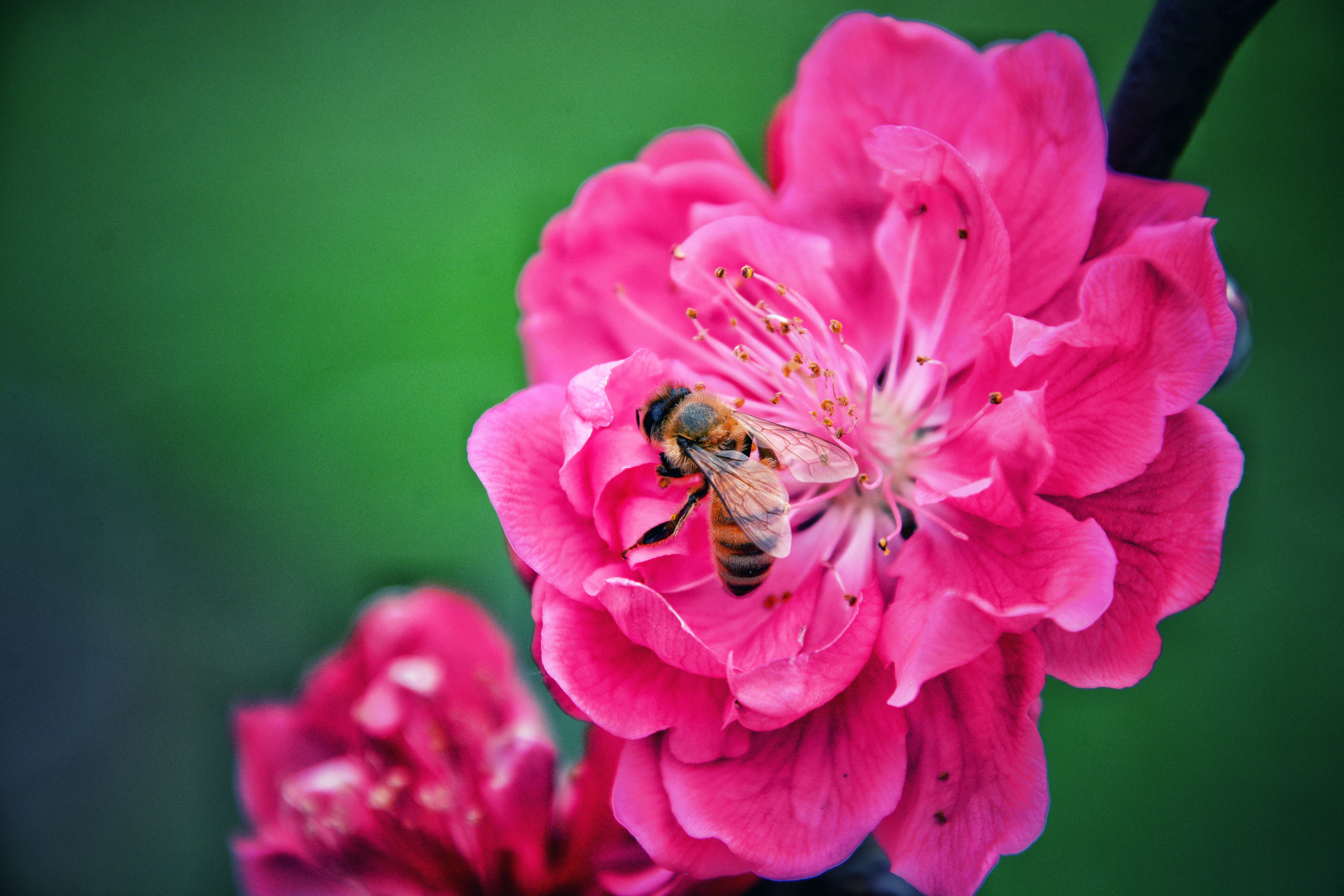 76921 Screensavers and Wallpapers Bee for phone. Download pink, flower, macro, bee, pollination pictures for free
