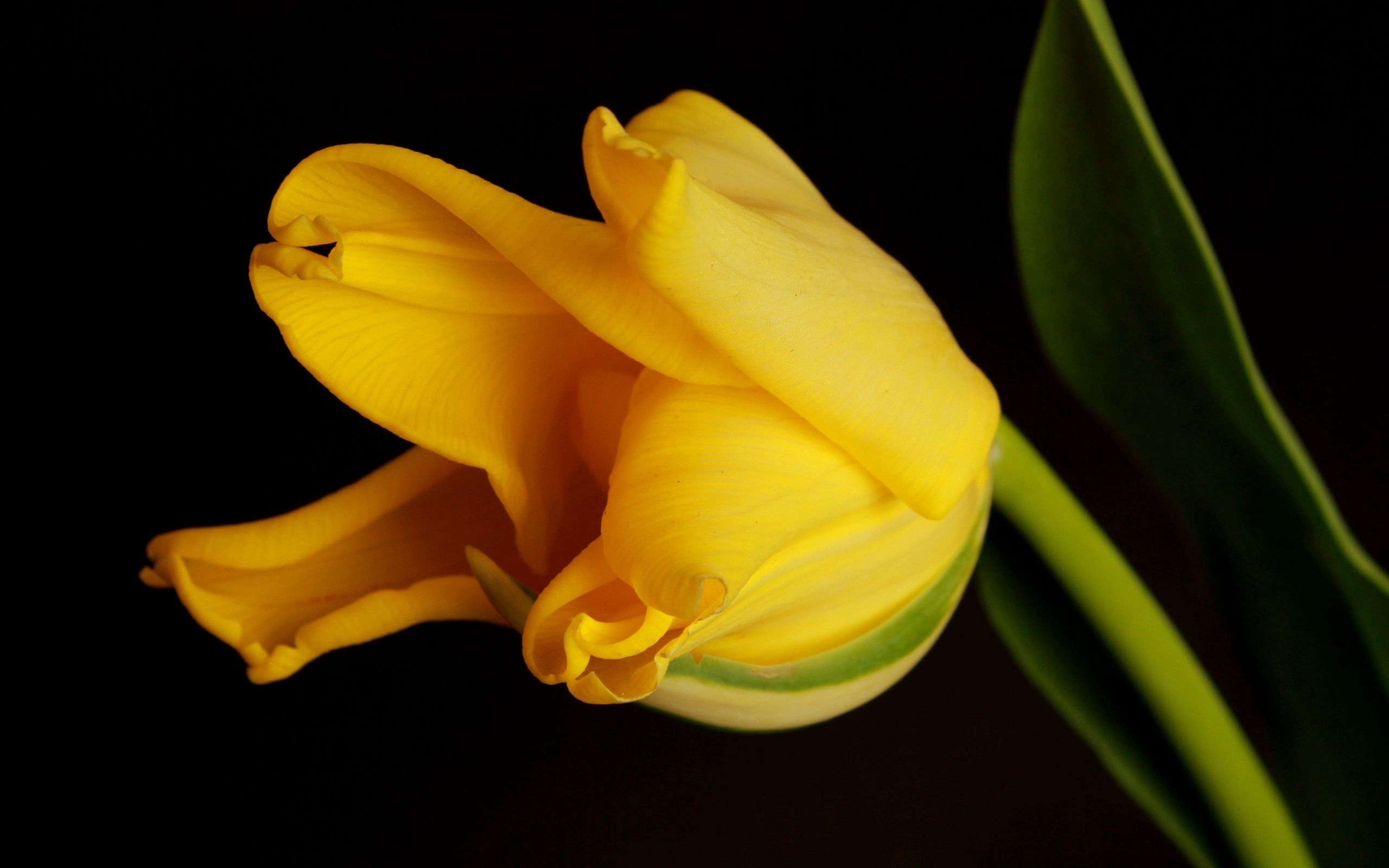 107169 Hintergrundbilder und Tulip Bilder auf dem Desktop. Laden Sie gelb, hintergrund, tulpe, schatten Bildschirmschoner kostenlos auf den PC herunter