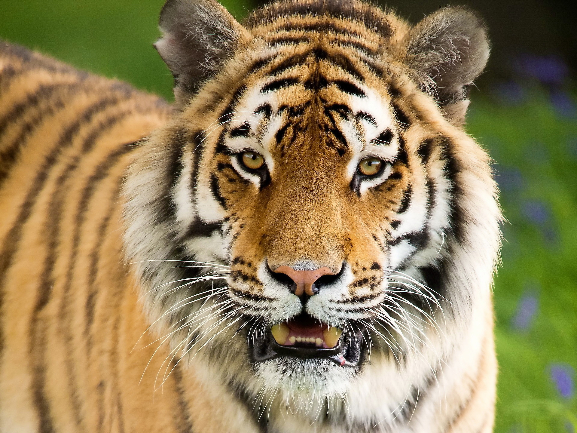 110342 скачать обои тигр, морда, агрессия, животные, открытый рот - заставки и картинки бесплатно