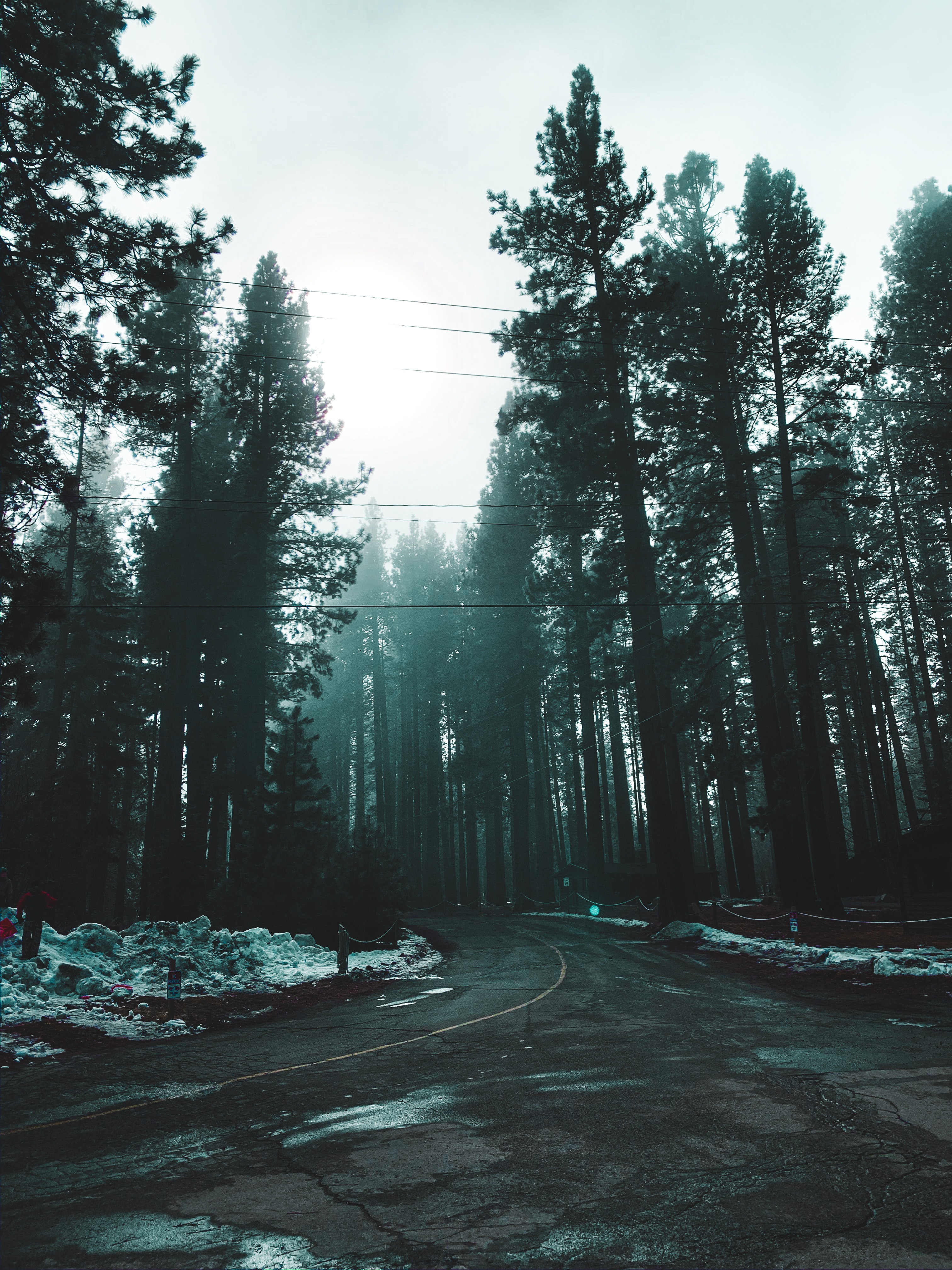 road, nature, forest, fog 5K