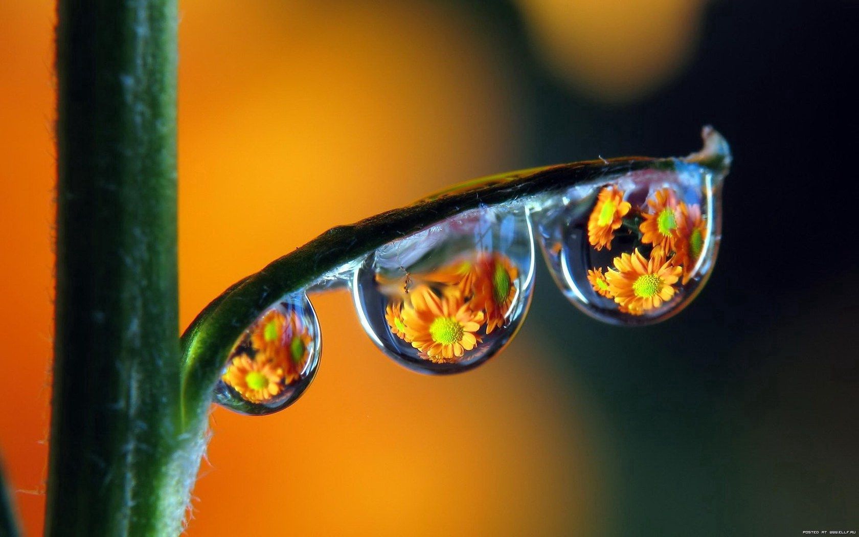 drops, motley, reflection, macro, dew, multicolored High Definition image