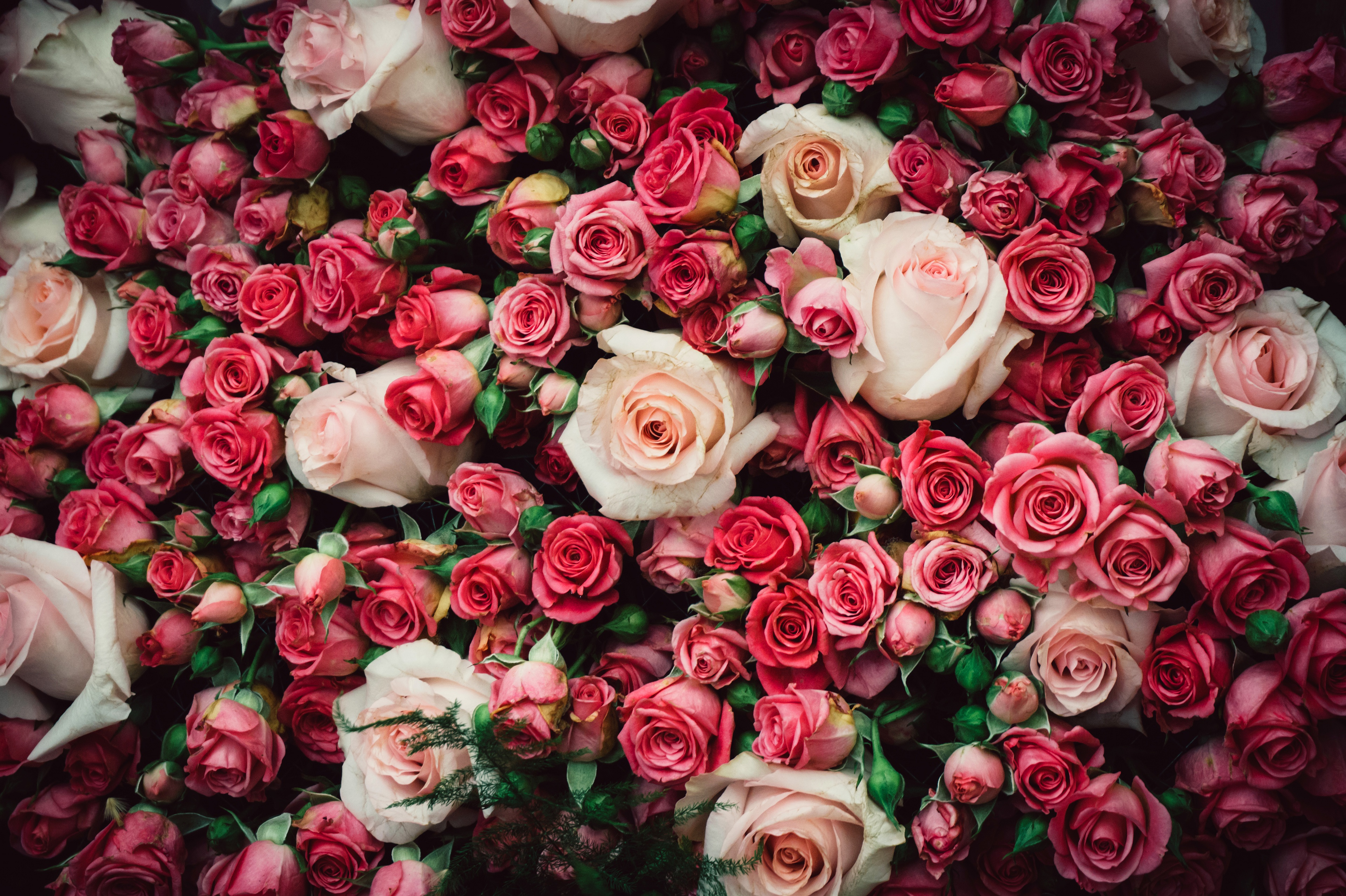 4 розочки. Шикарные цветы. Шикарный букет цветов. Шикарный букет роз. Красивые букеты роз большие.
