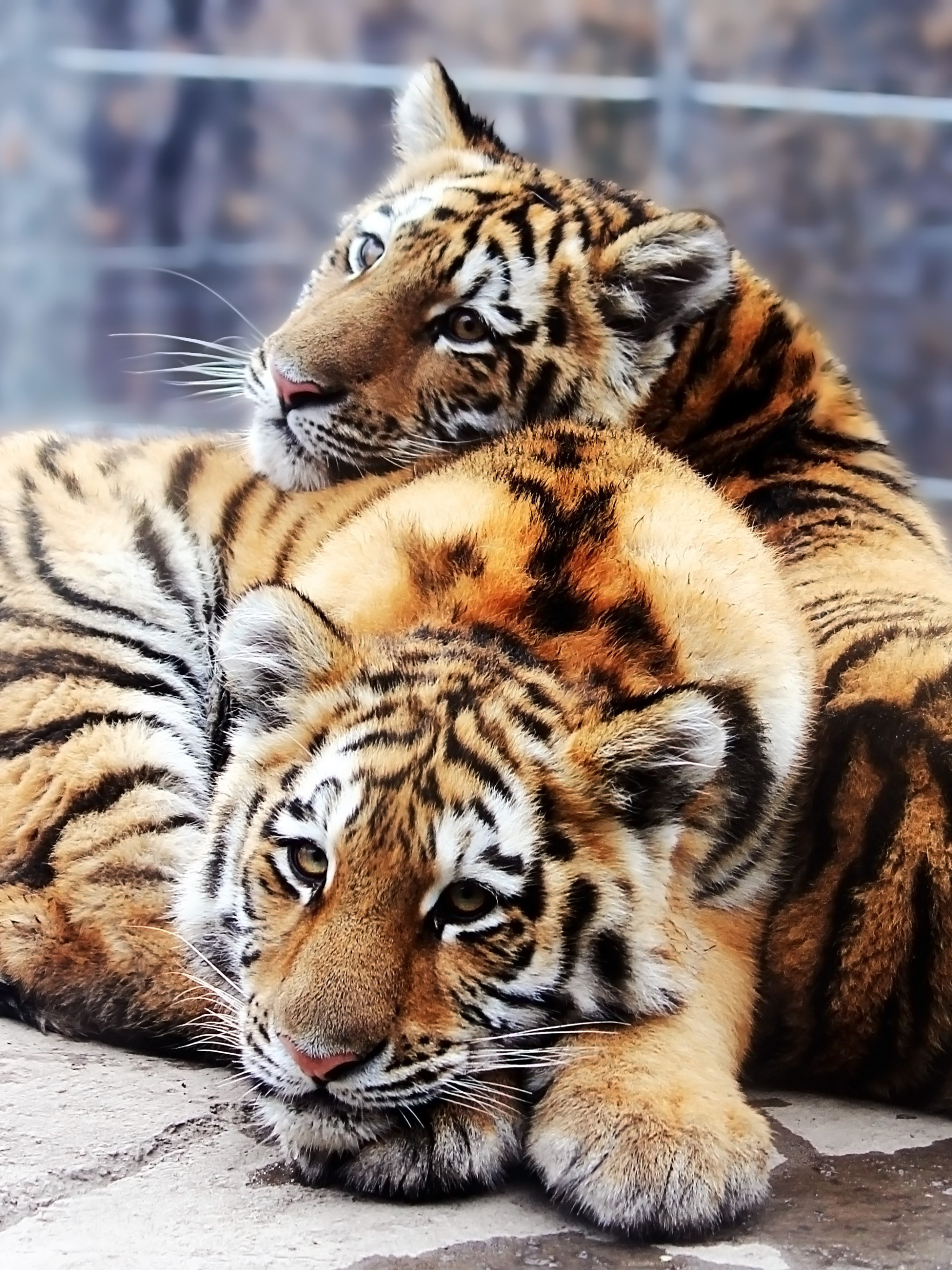 Закачать ее на телефон. Красивый тигр. Тигр с тигренком. Влюбленные тигры. Тигр на заставку.