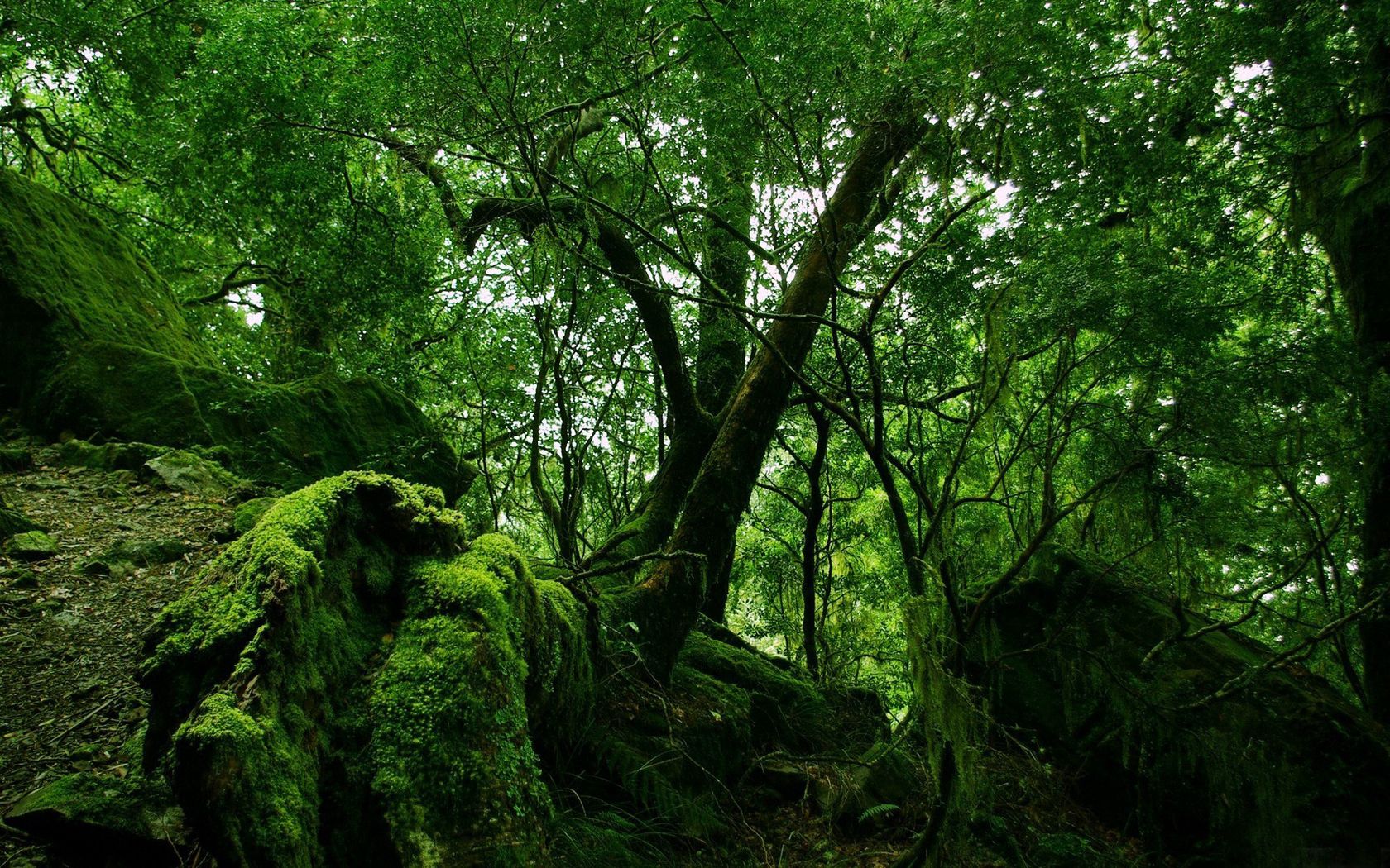 100522 Hintergrundbild herunterladen natur, grün, wald, moos, moss, dschungel, dickicht, wildnis - Bildschirmschoner und Bilder kostenlos