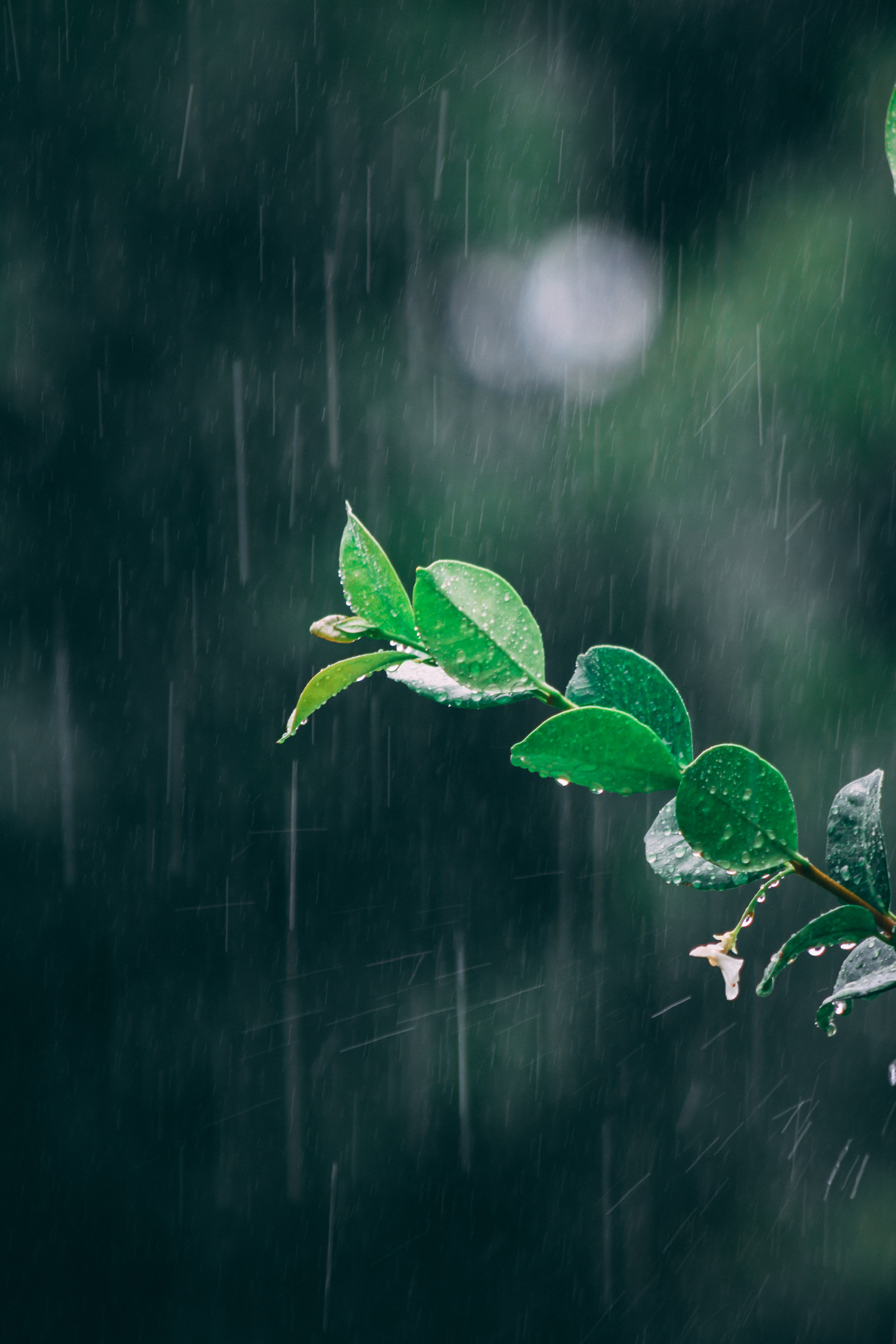 rain, leaves, drops, macro, branch 1080p