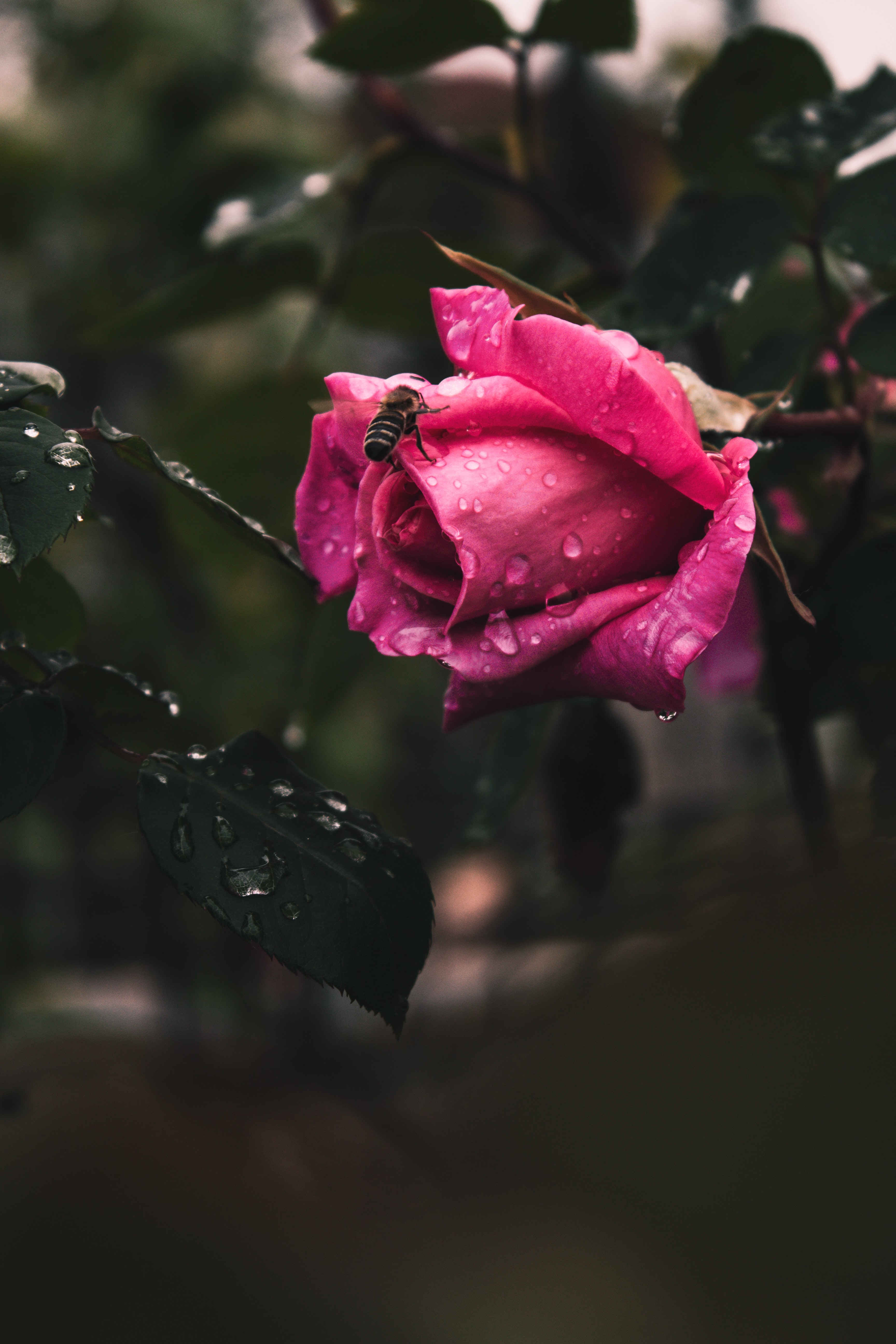 rose flower, flower, drops, flowers, plant, rose, bee cellphone