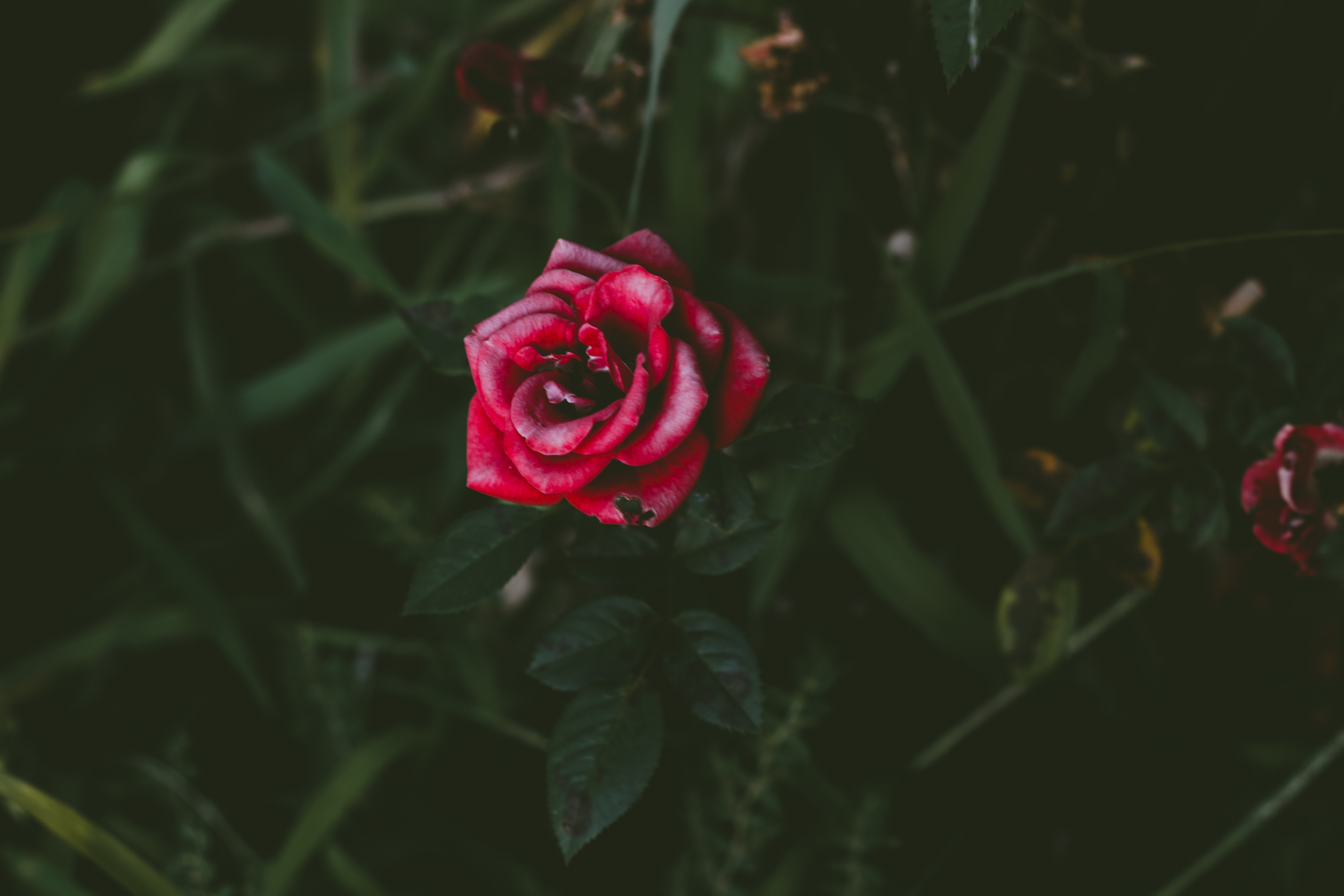 rose flower, flowers, bush, rose, petals, bud