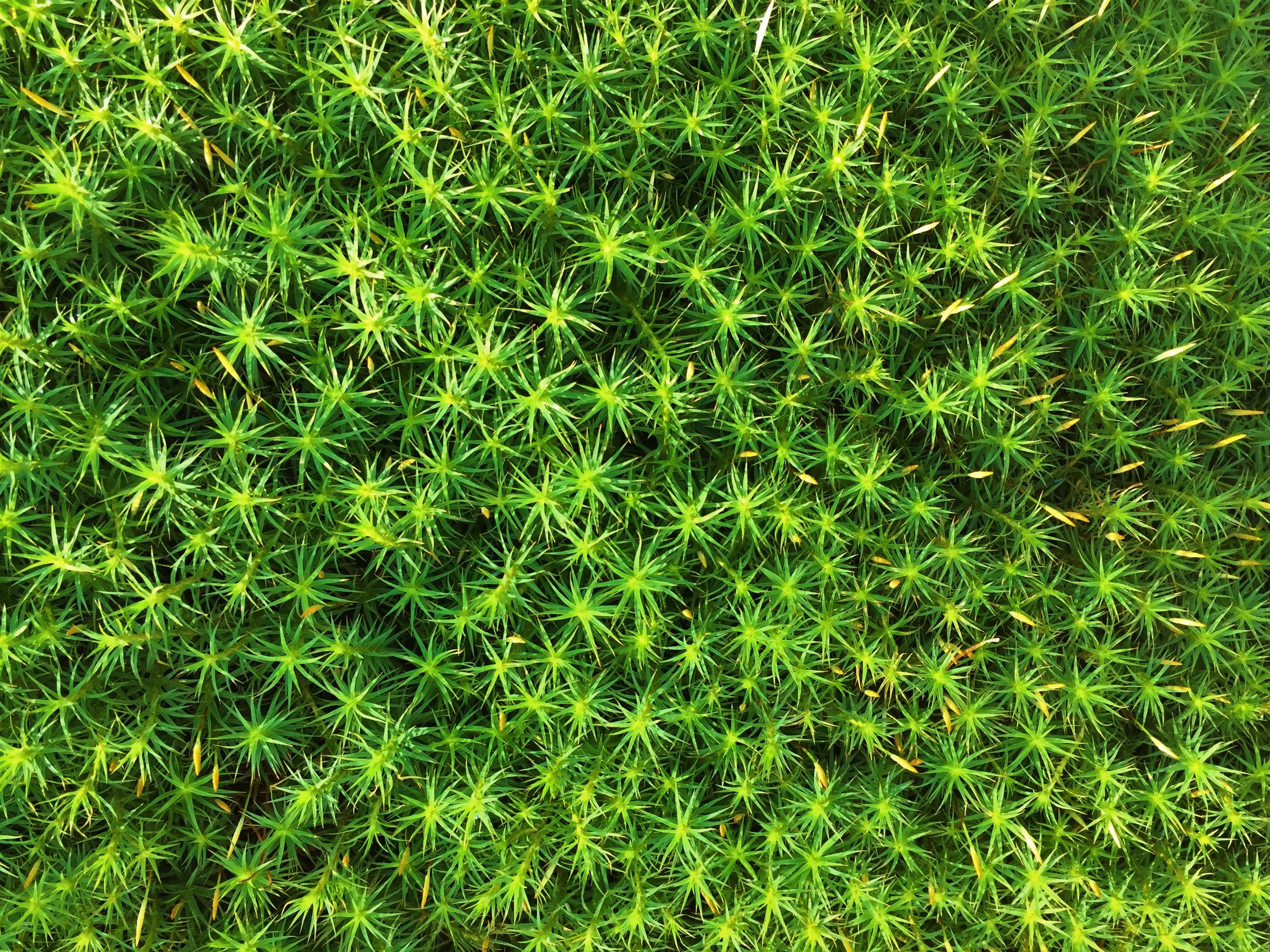 moss, green, plant, macro