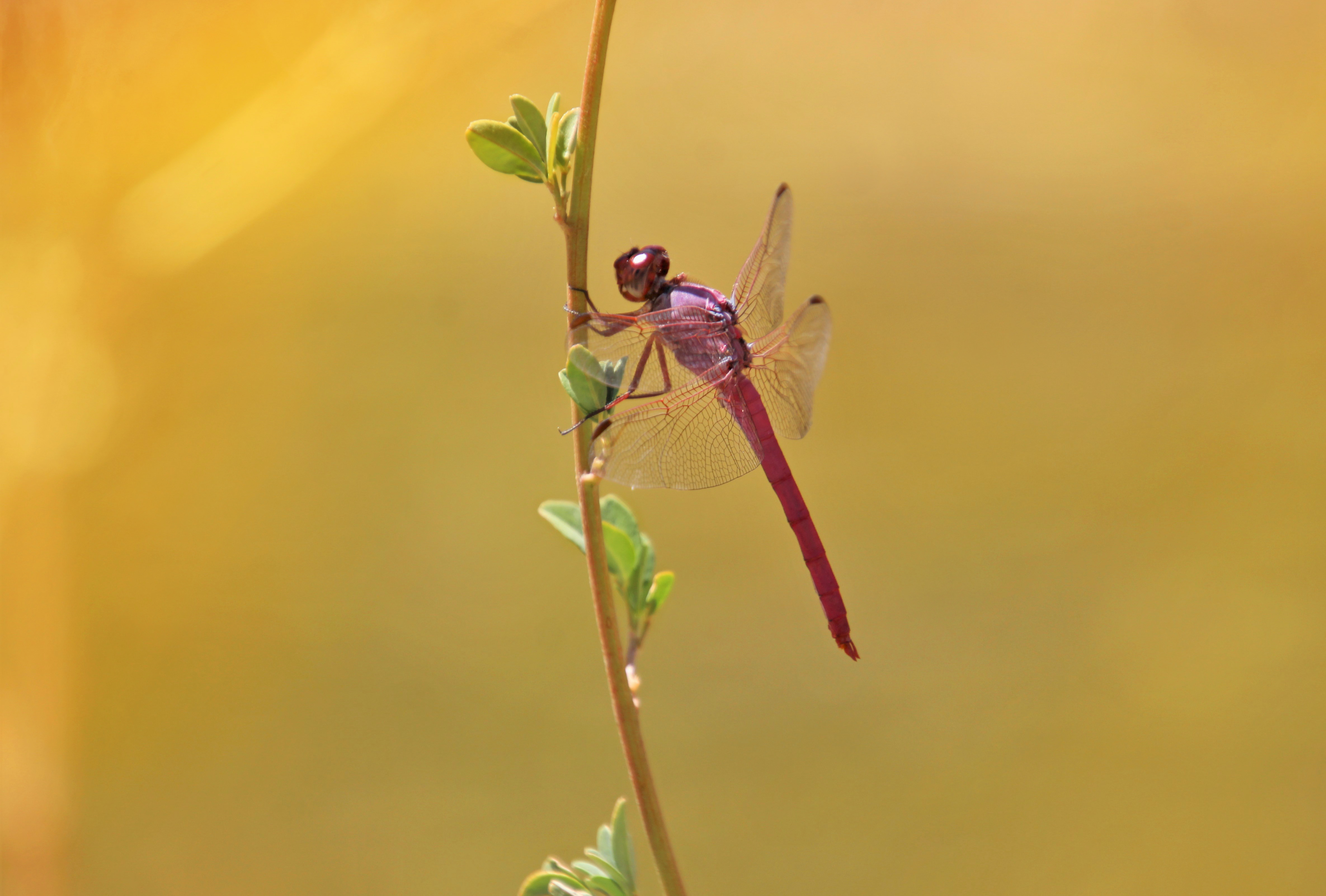 Download mobile wallpaper Insect, Branch, Dragonfly, Macro for free.