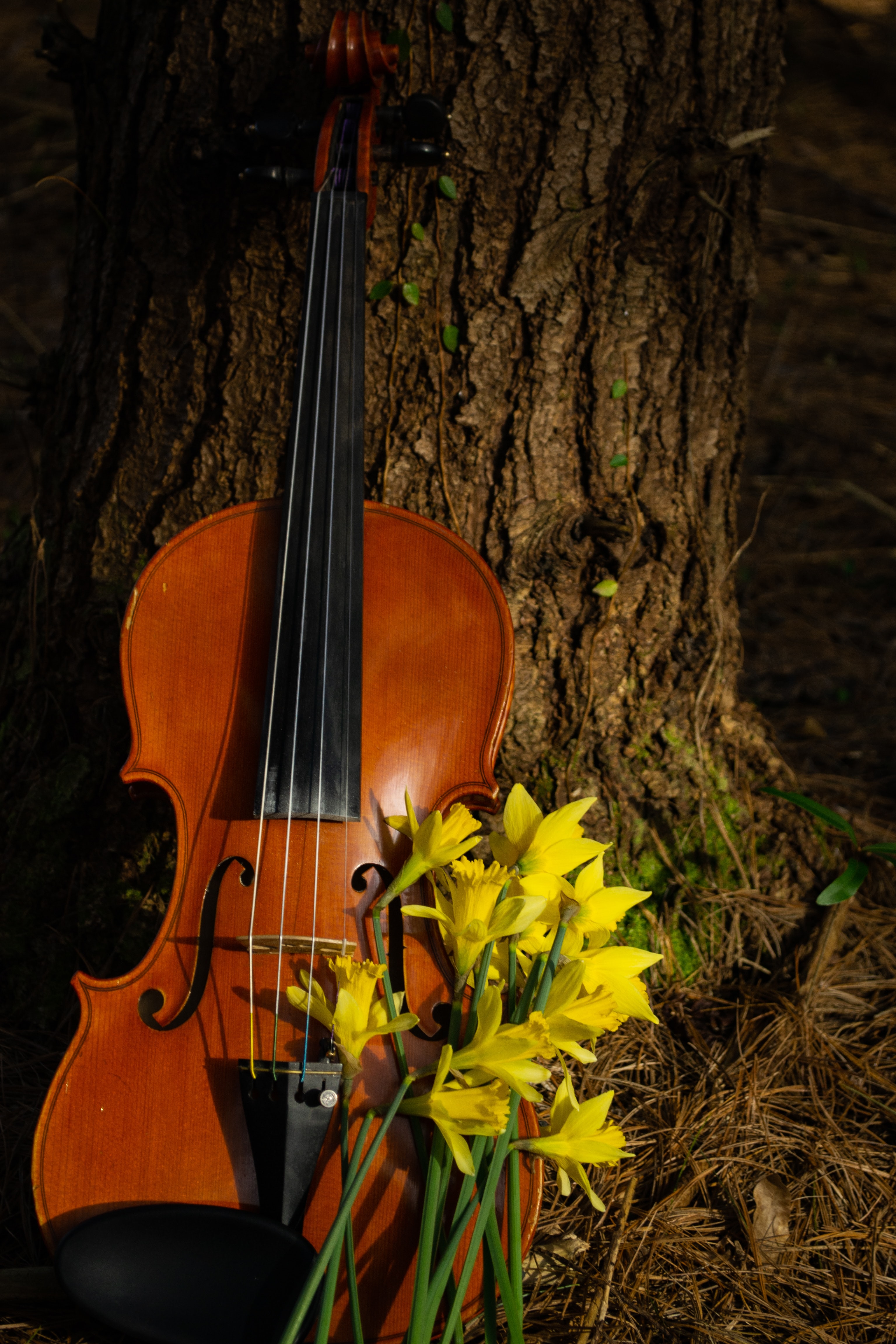 Handy-Wallpaper Musik, Blumen, Musikinstrument, Violine kostenlos herunterladen.