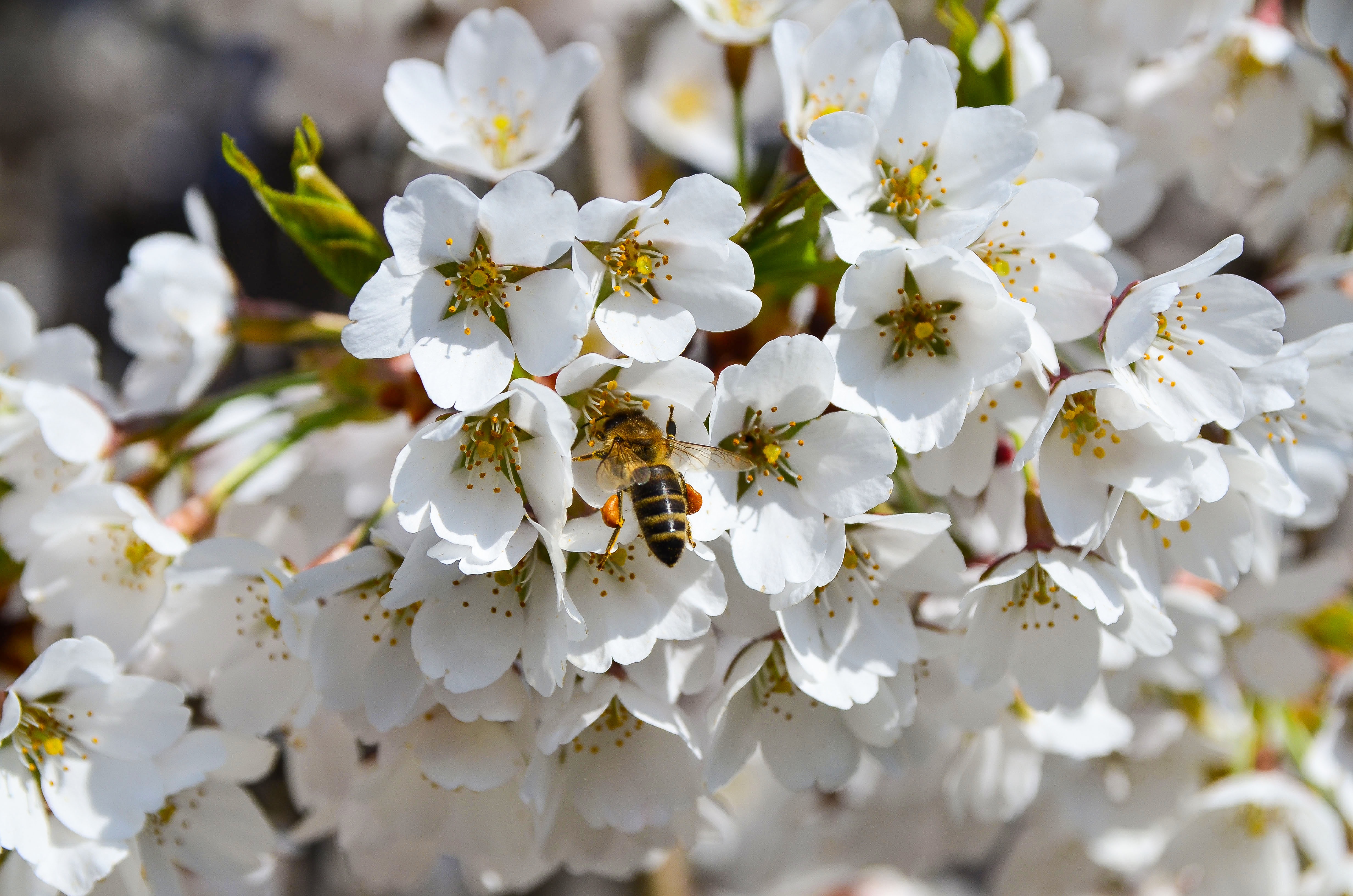 spring, macro, bloom, flowering, bee, pollination download HD wallpaper