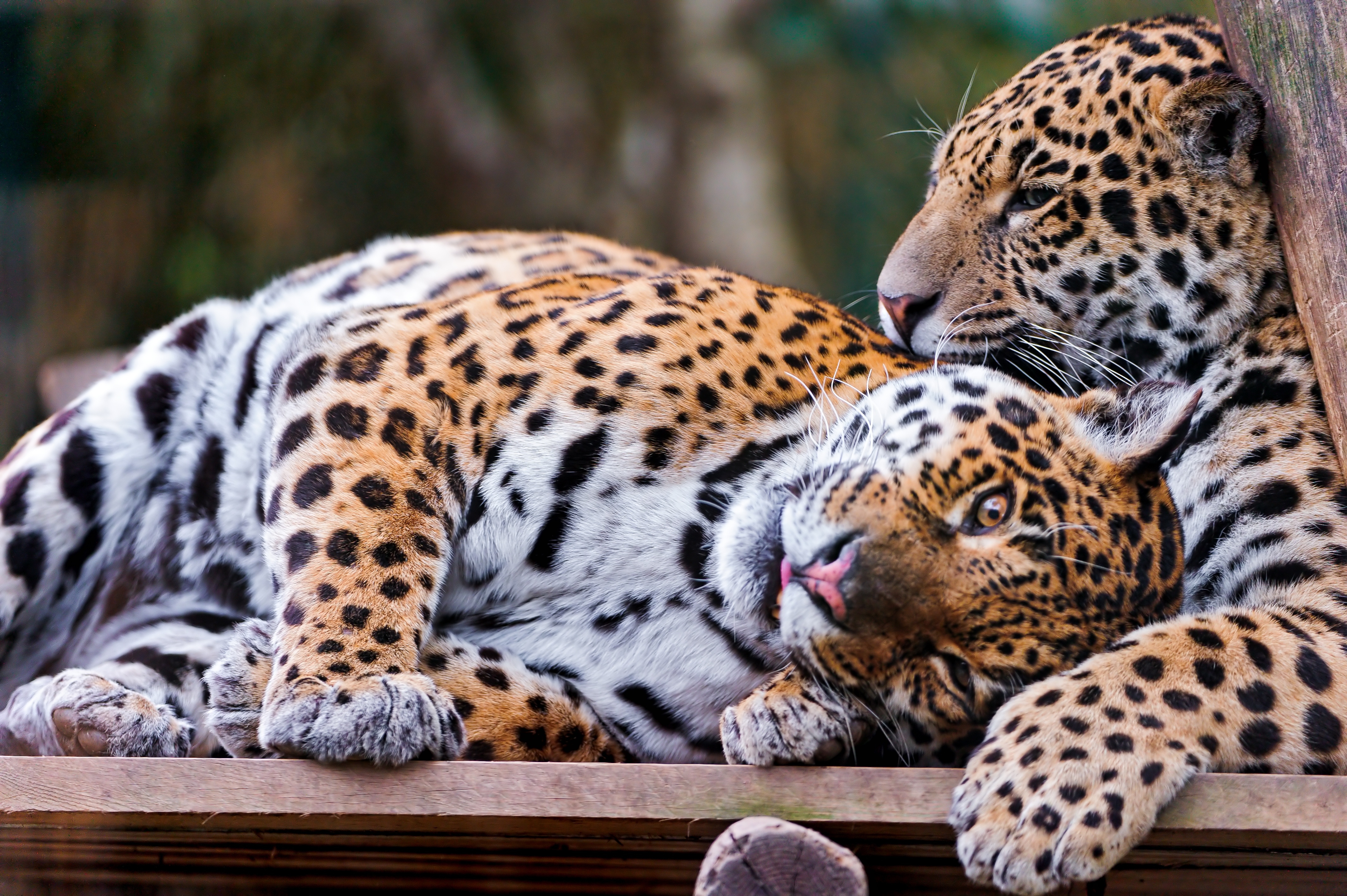 75296 Hintergrundbild herunterladen tiere, paar, sicht, meinung, pflege, raubtiere, jaguare - Bildschirmschoner und Bilder kostenlos