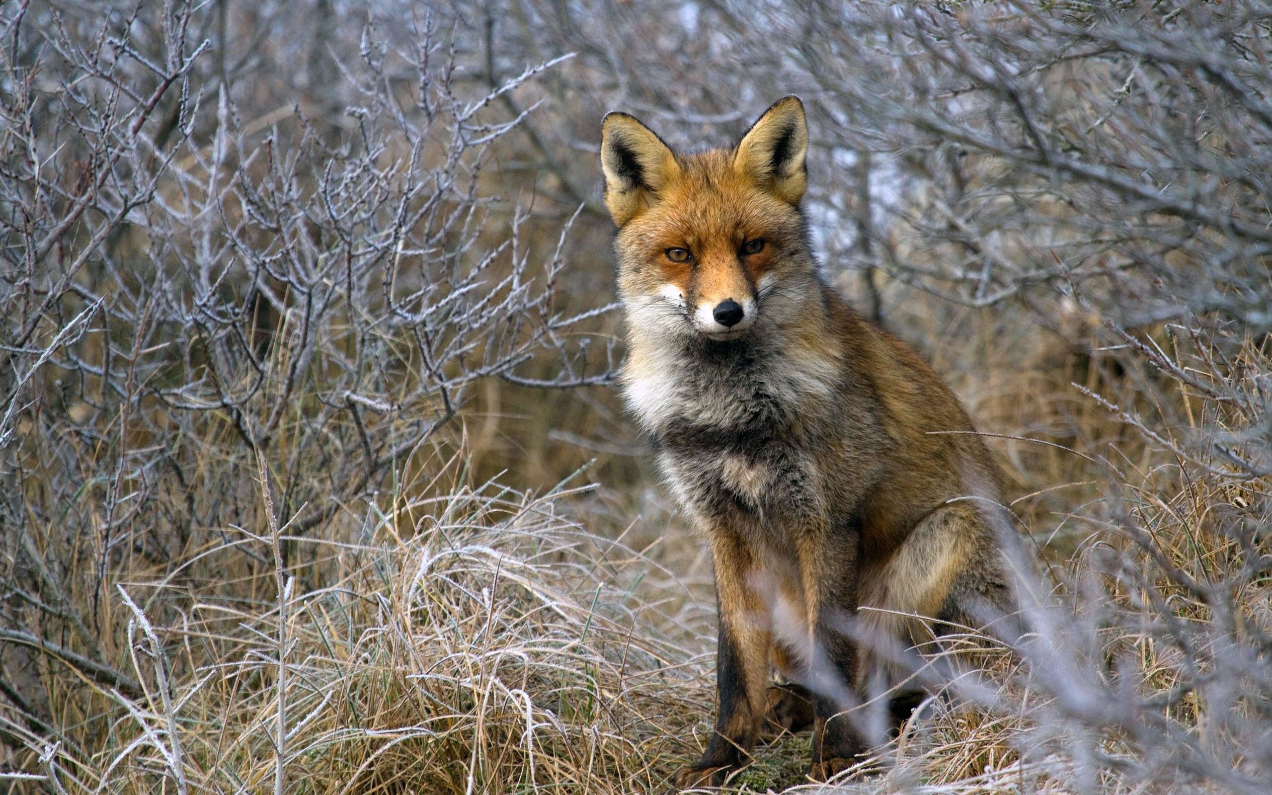 Popular Fox images for mobile phone