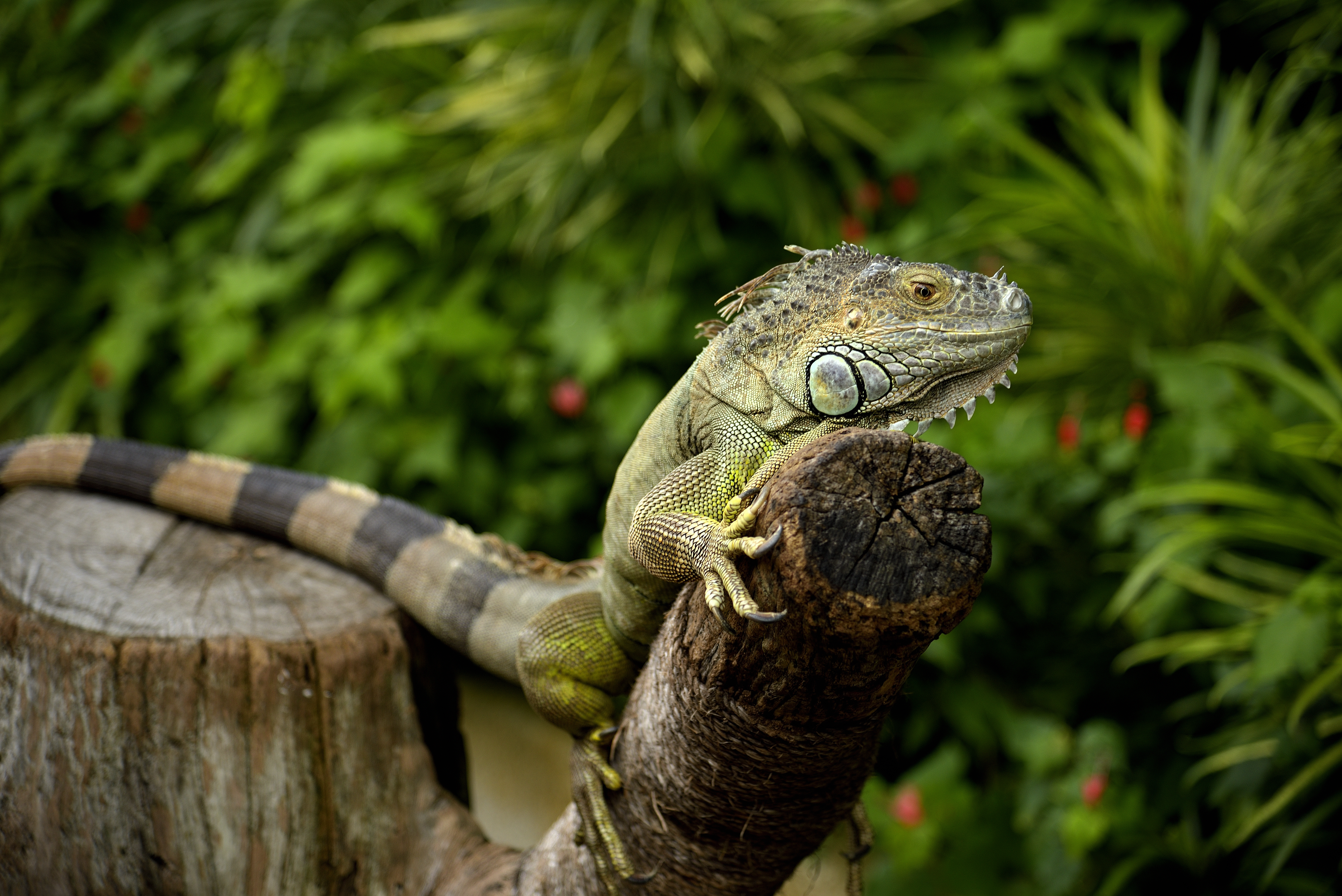 UHD wallpaper lizard, animals, iguana, chameleon