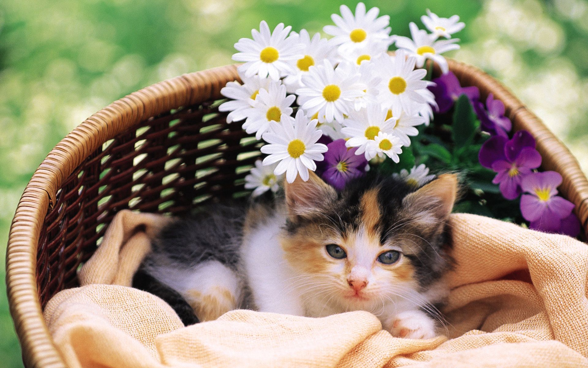 kitty, fluffy, animals, flowers, kitten, lie, to lie down, basket lock screen backgrounds