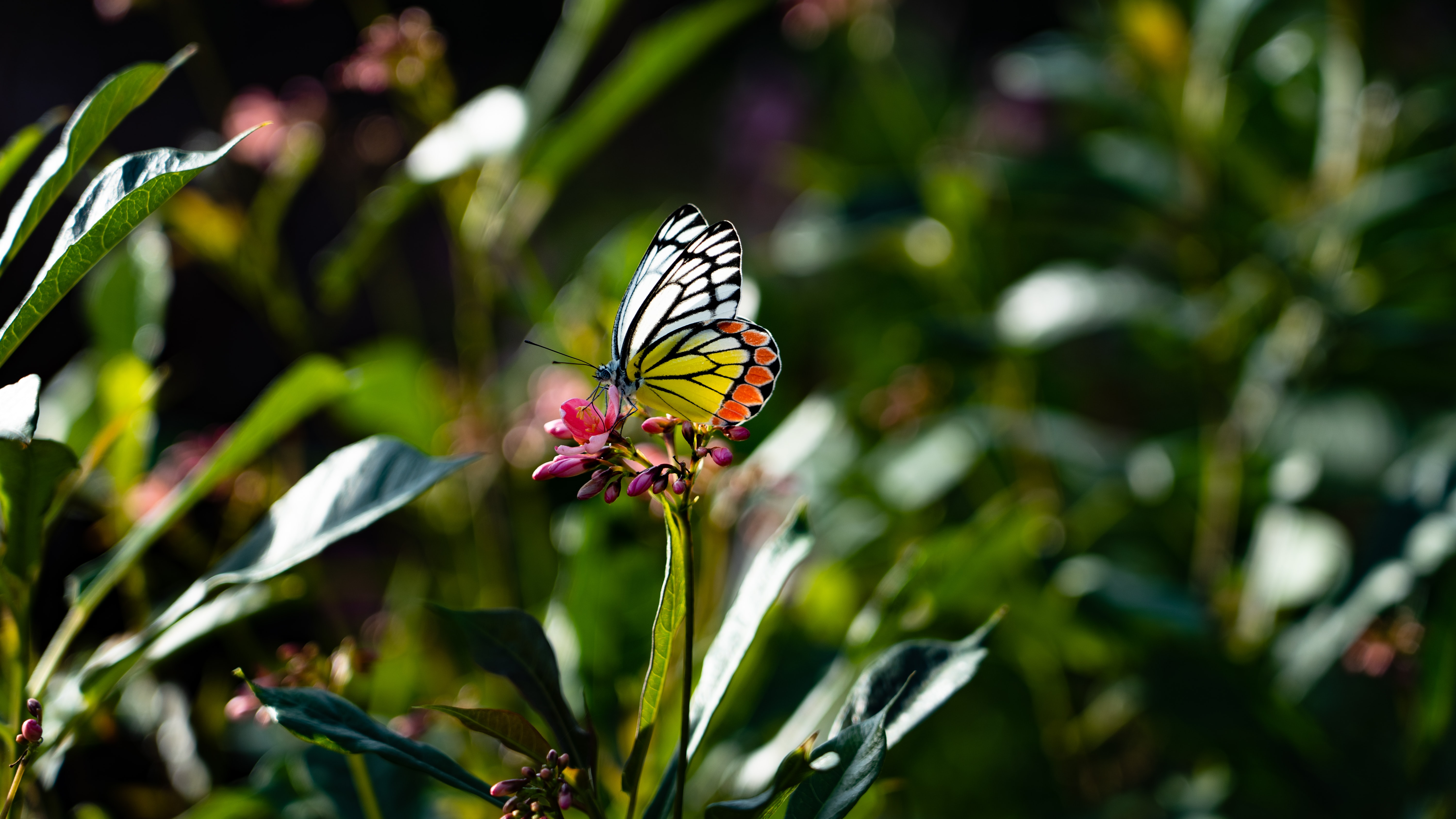 HD wallpaper butterfly, flower, animals, macro, wings