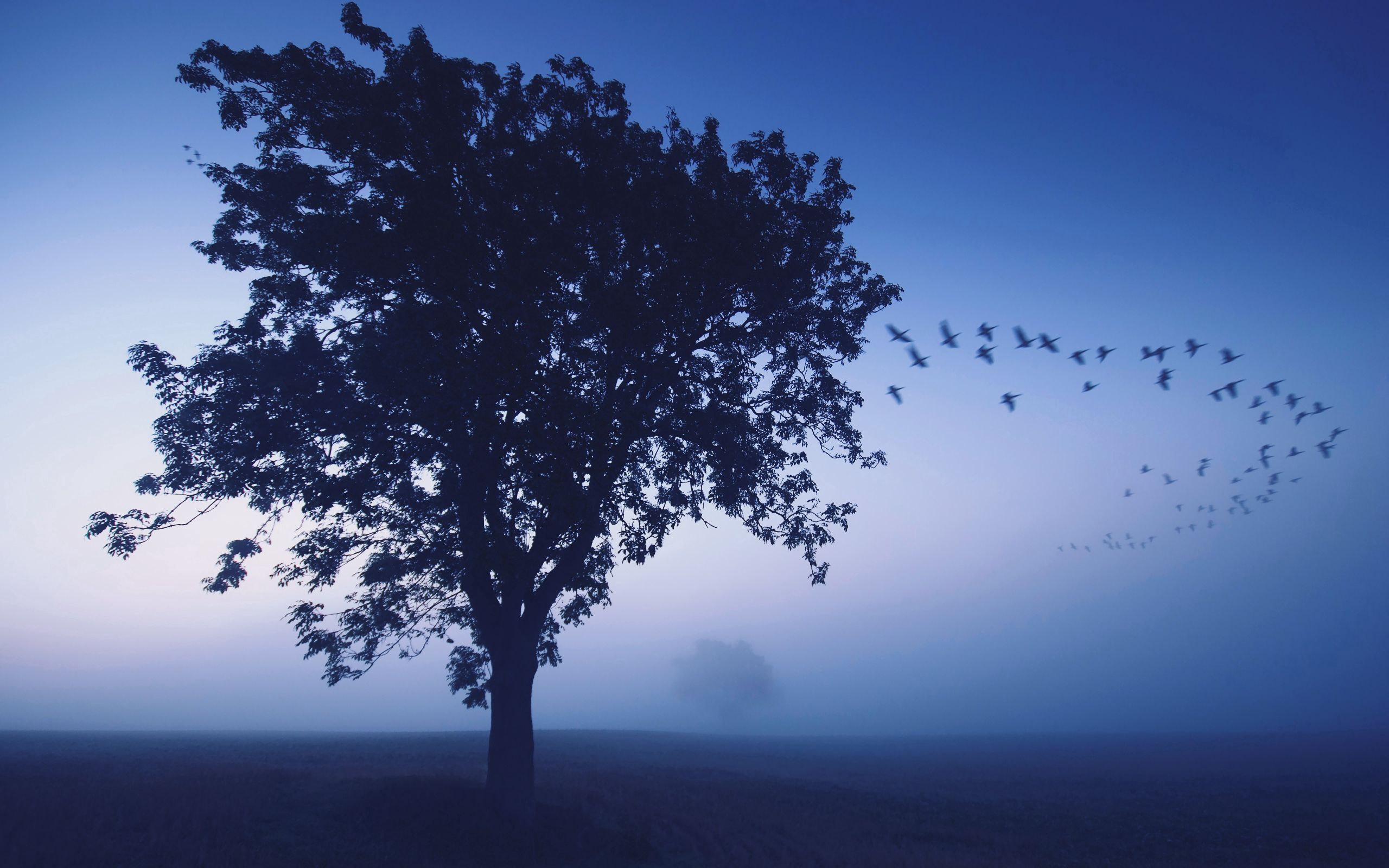 Mobile wallpaper tree, nature, birds, sky, blue, wood, evening, lonely, shades, wedge