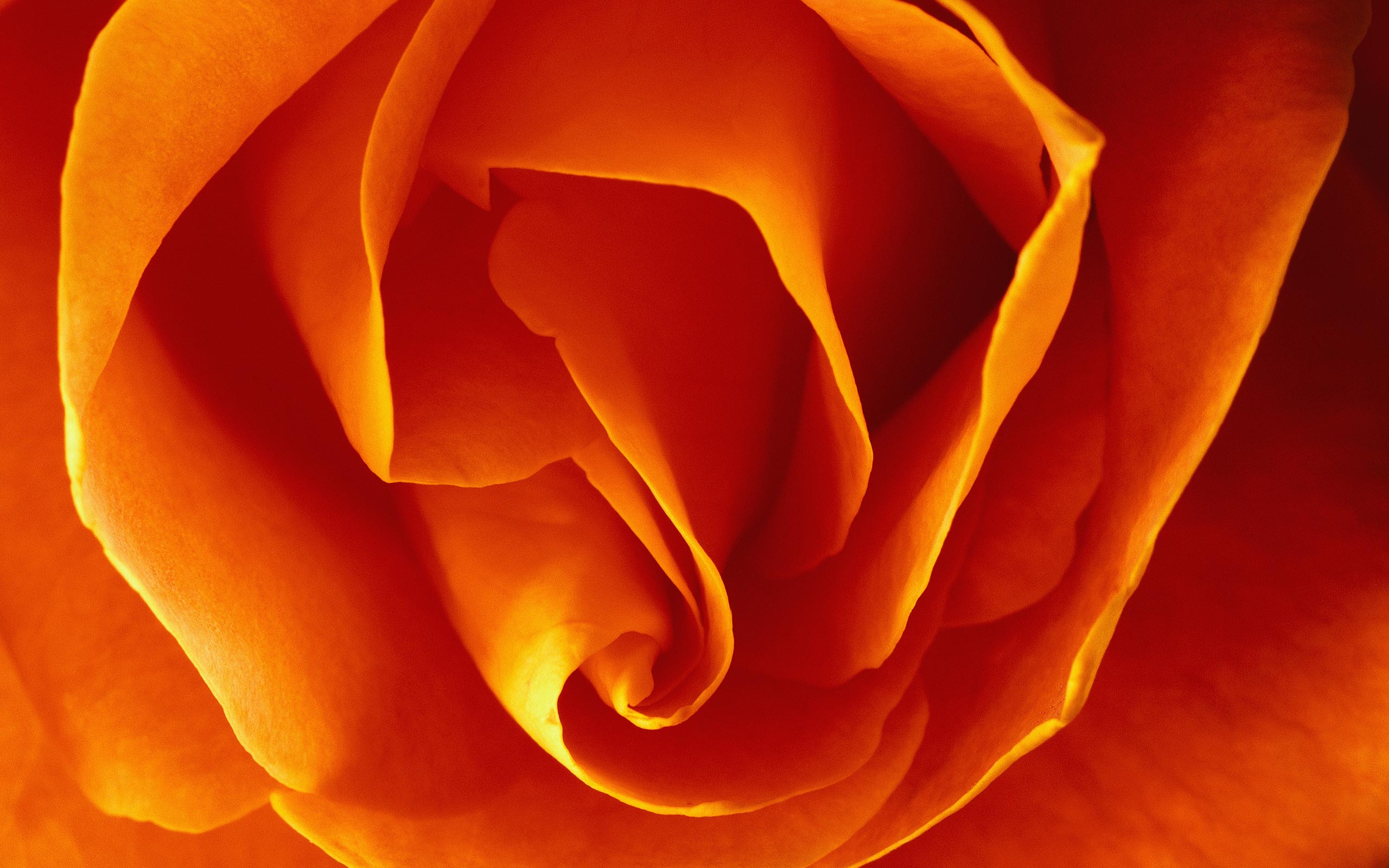 521129壁紙のダウンロード地球, 花, 閉じる, 大きい, オレンジ色）, 薔薇, フラワーズ-スクリーンセーバーと写真を無料で