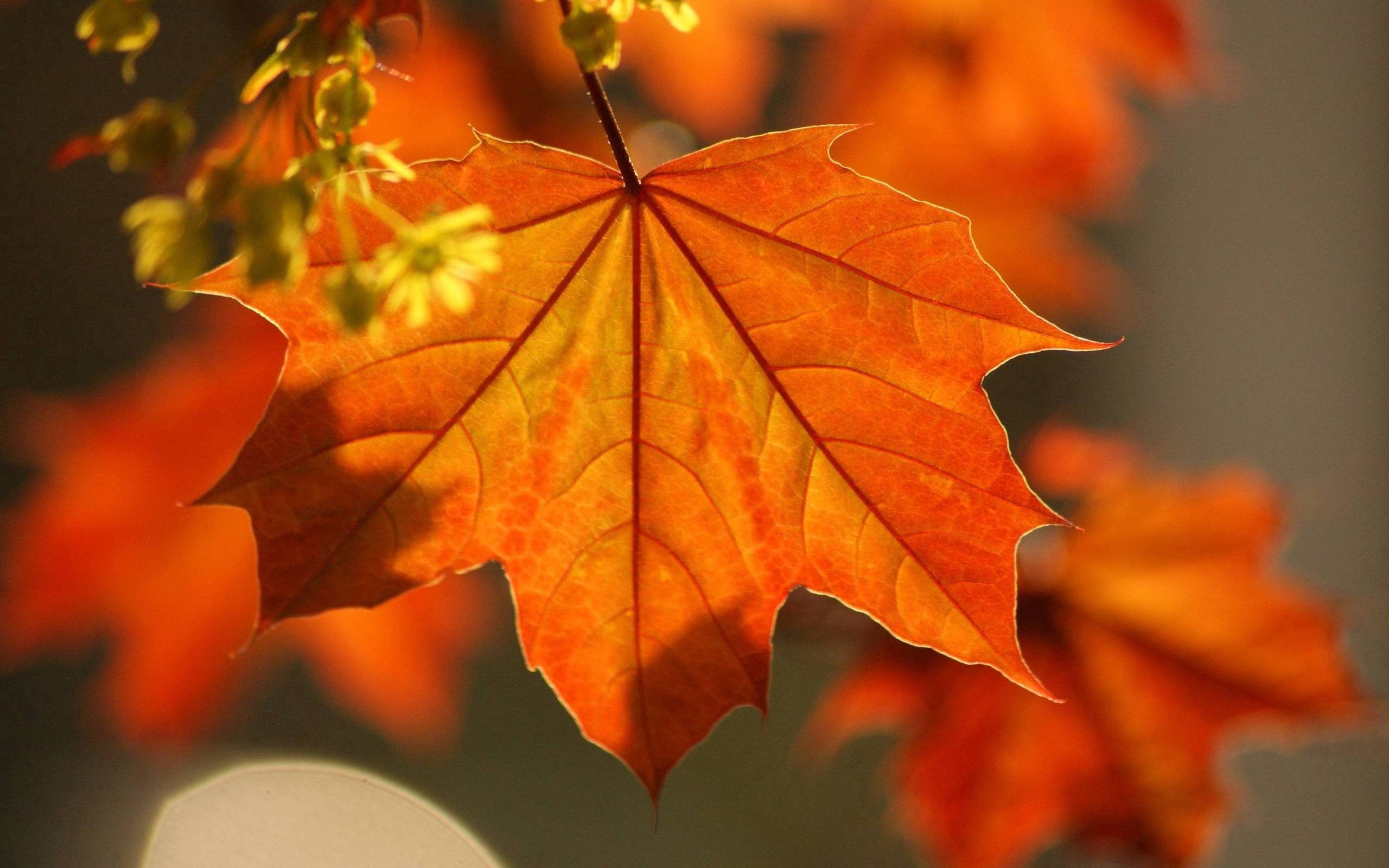 desktop and mobile autumn, maple, branch, macro