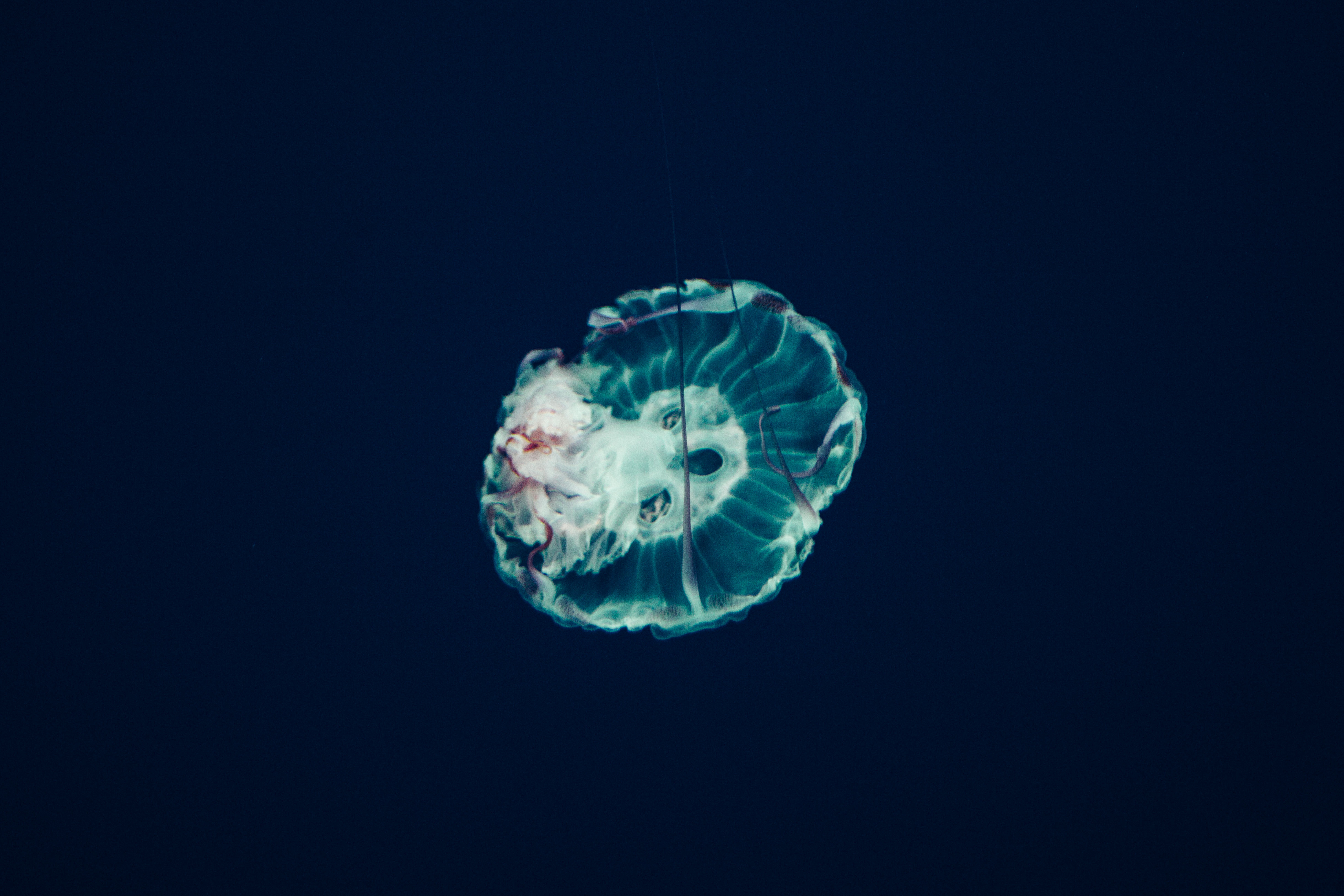 QHD wallpaper ocean, jellyfish, nature, underwater world