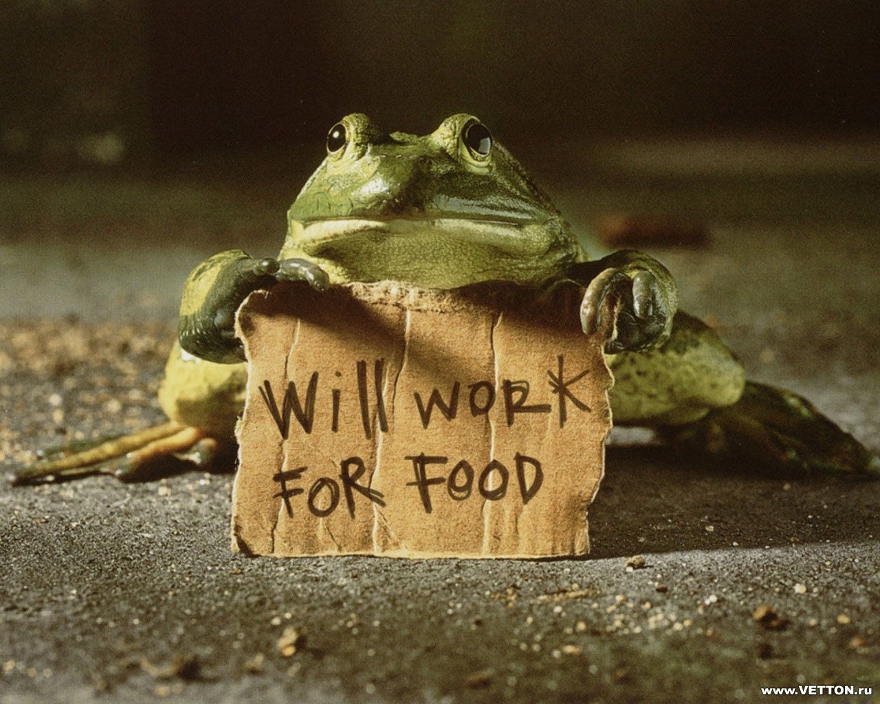 8689 download wallpaper funny, animals, frogs, yellow screensavers and pictures for free