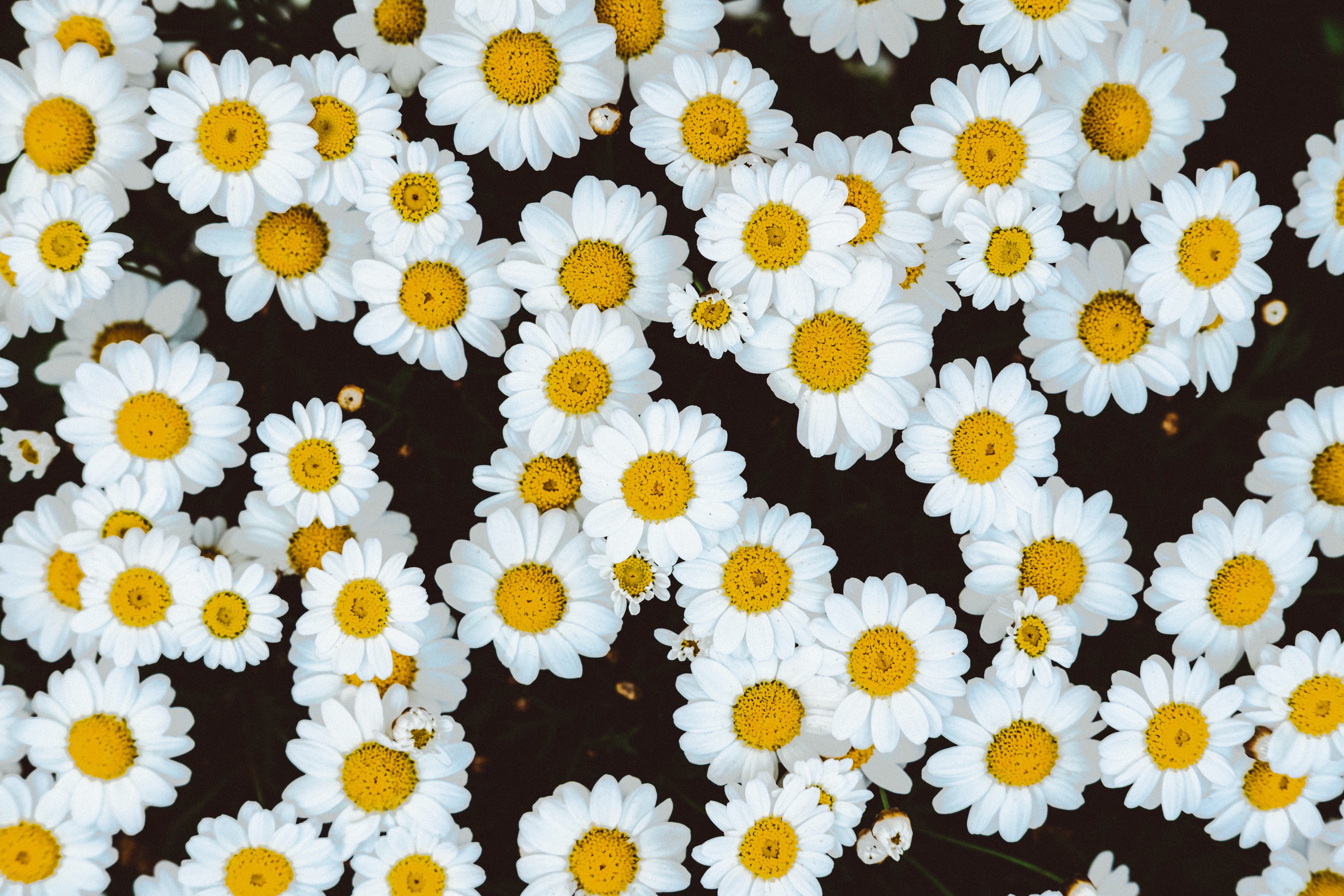 camomile, polyana, glade, flowers, buds cell phone wallpapers