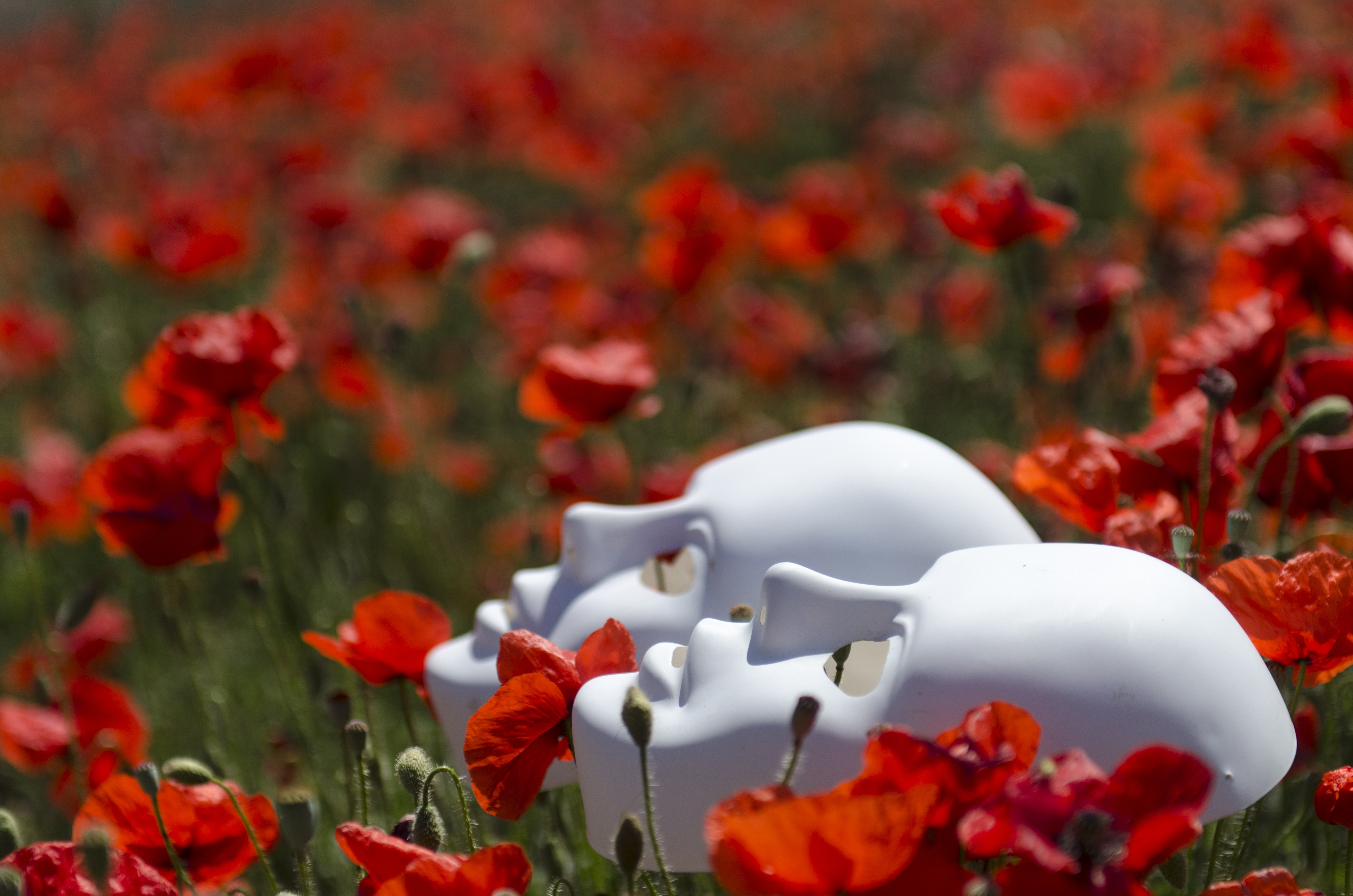 flowers, poppies, masks, miscellanea, miscellaneous wallpaper for mobile