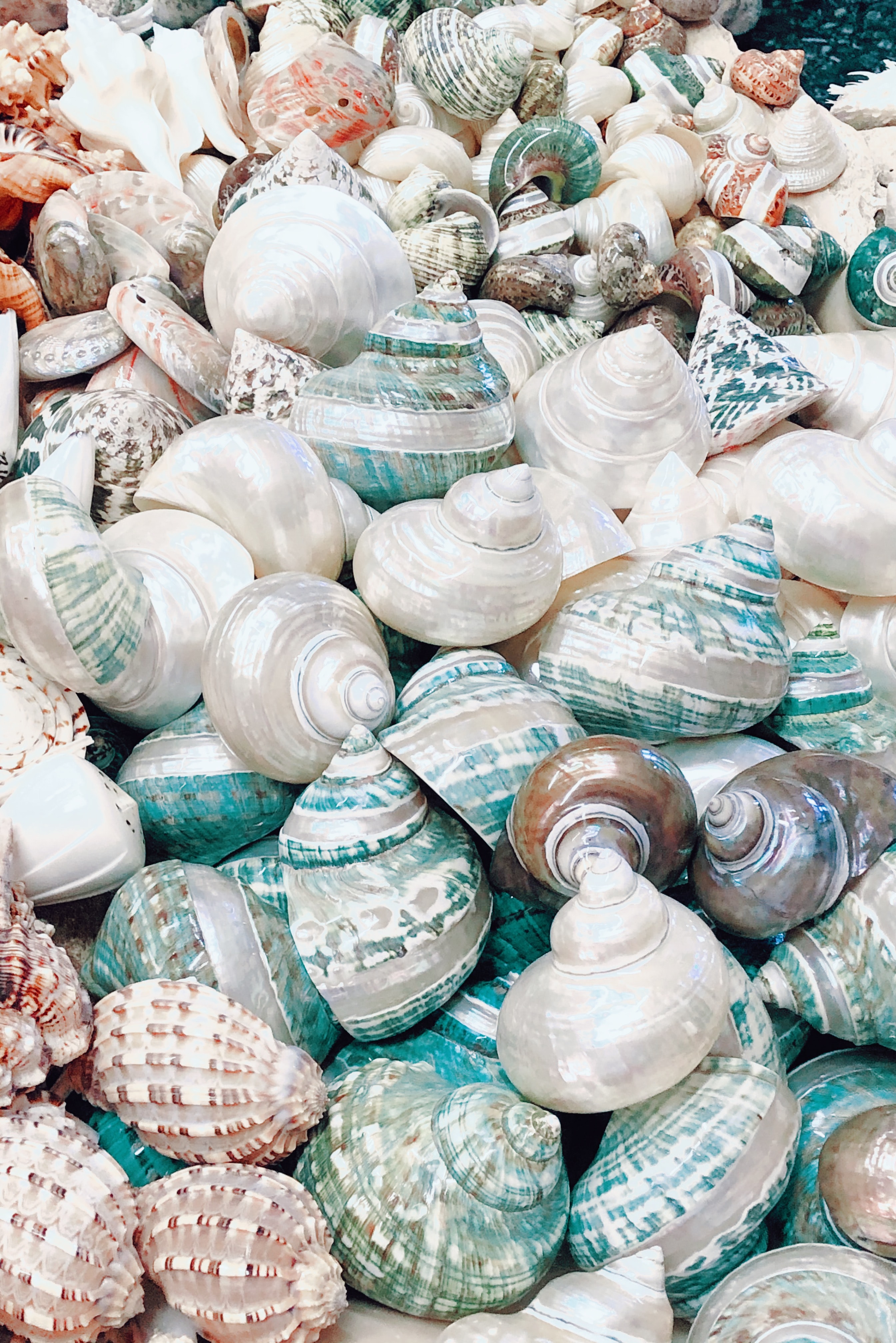 85570 Screensavers and Wallpapers Shell for phone. Download beach, coast, miscellanea, miscellaneous, shell, nautical, maritime pictures for free