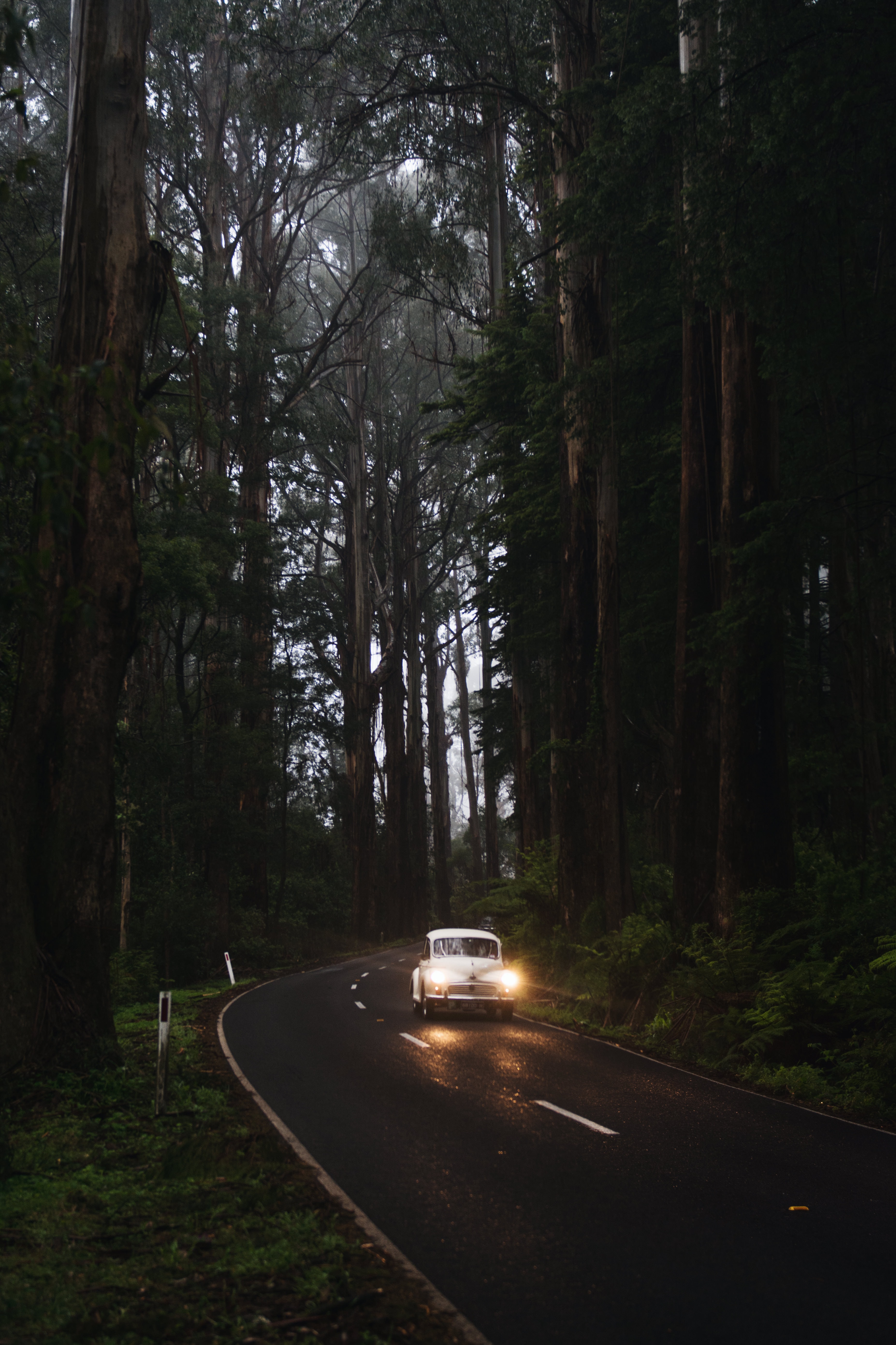 trees, headlights, car, road download for free