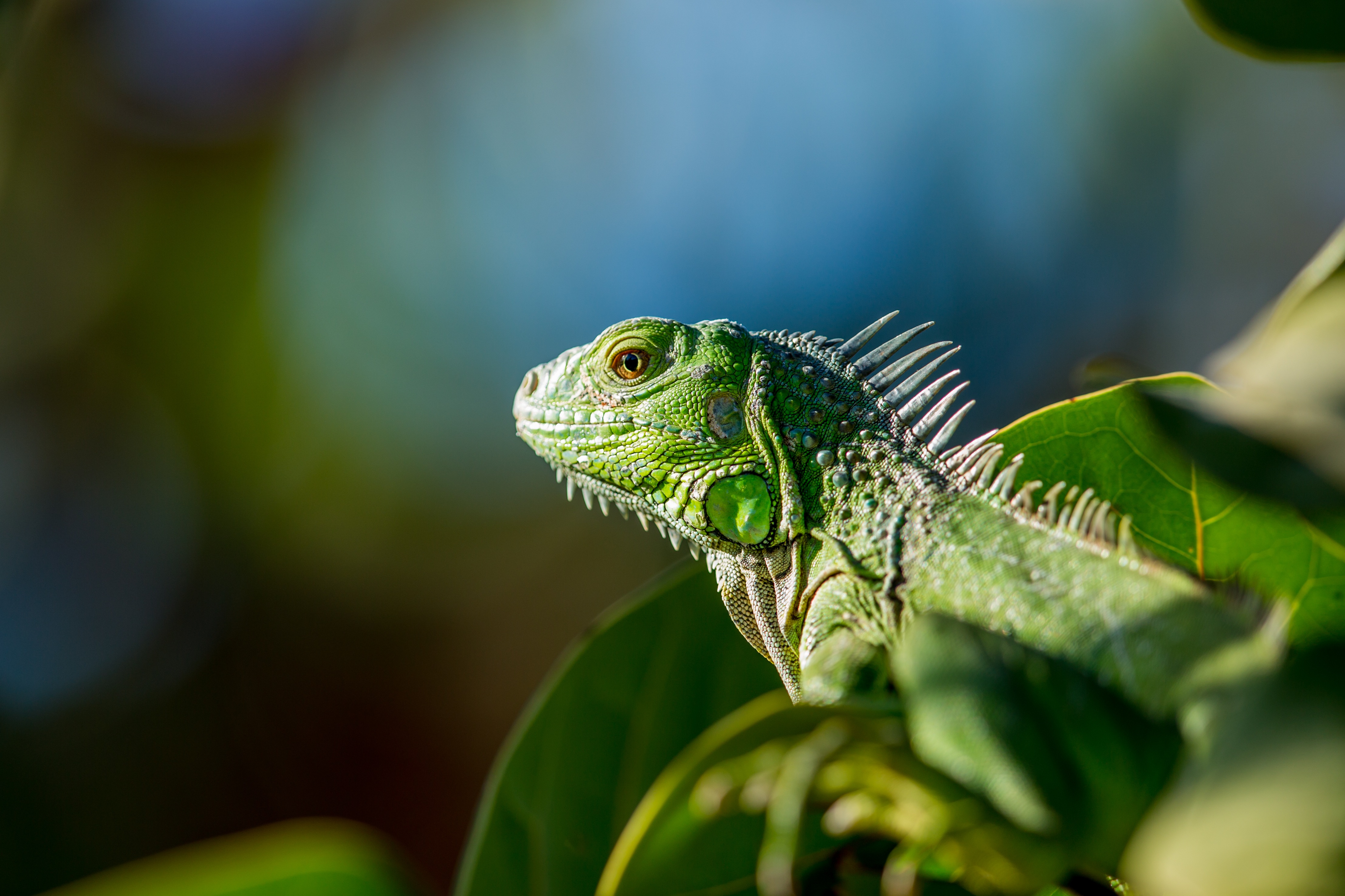 Smartphone Background color, animals, leaves, lizard