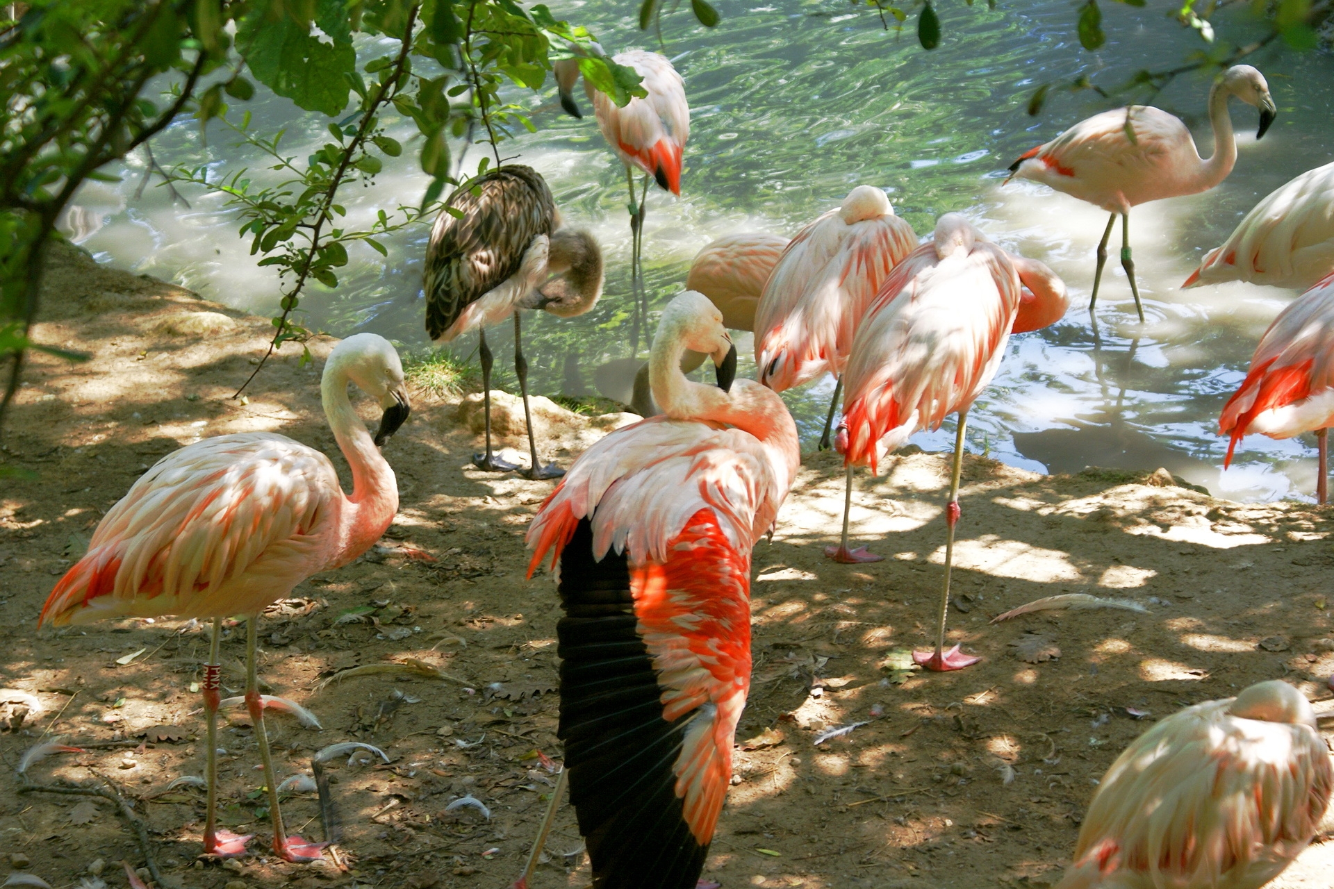 95894 Hintergrundbild herunterladen tiere, vögel, flamingo, land, sonnenlicht, viele, vielzahl, tenek - Bildschirmschoner und Bilder kostenlos