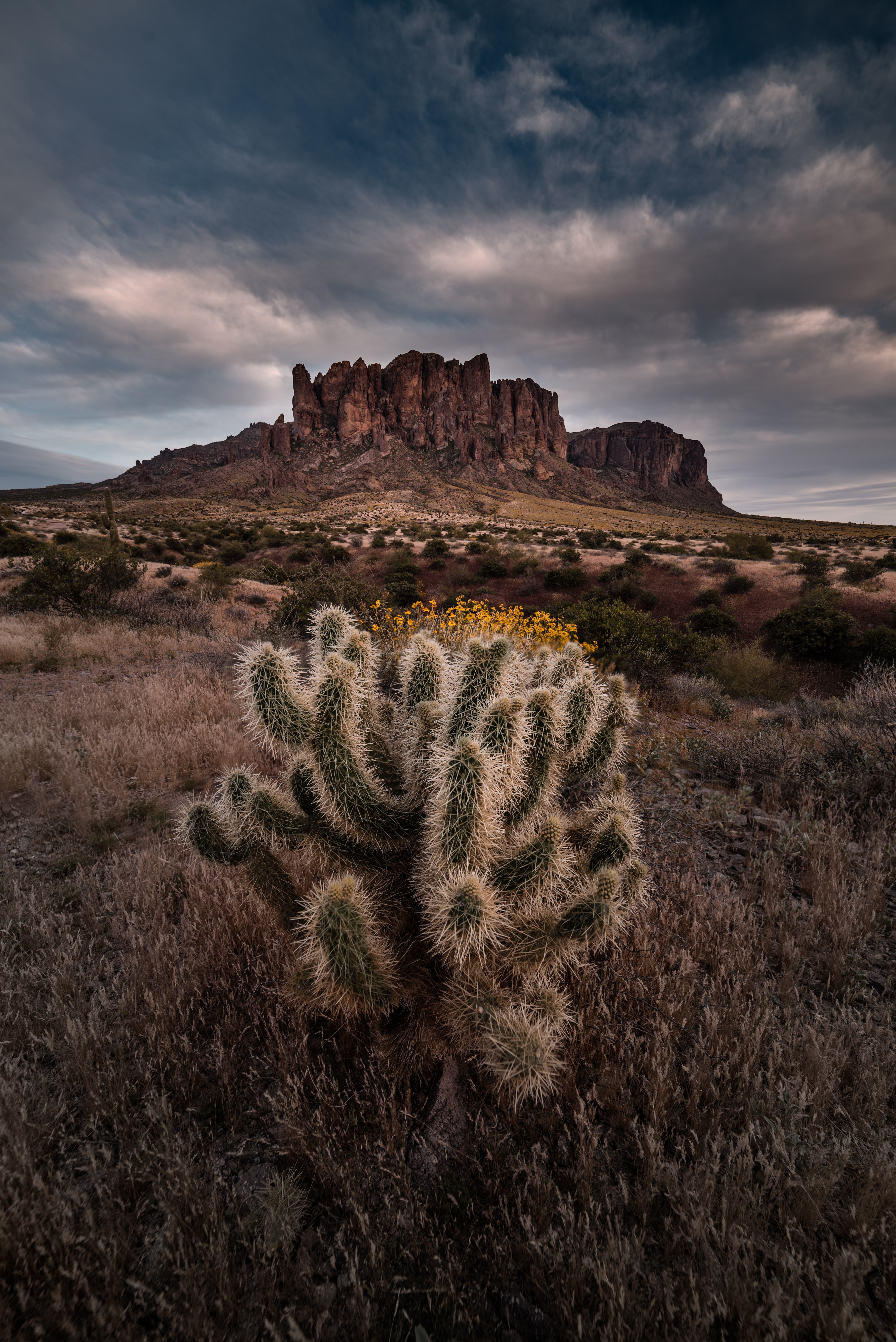 Phone Background Full HD landscape, cactus, united states, rock