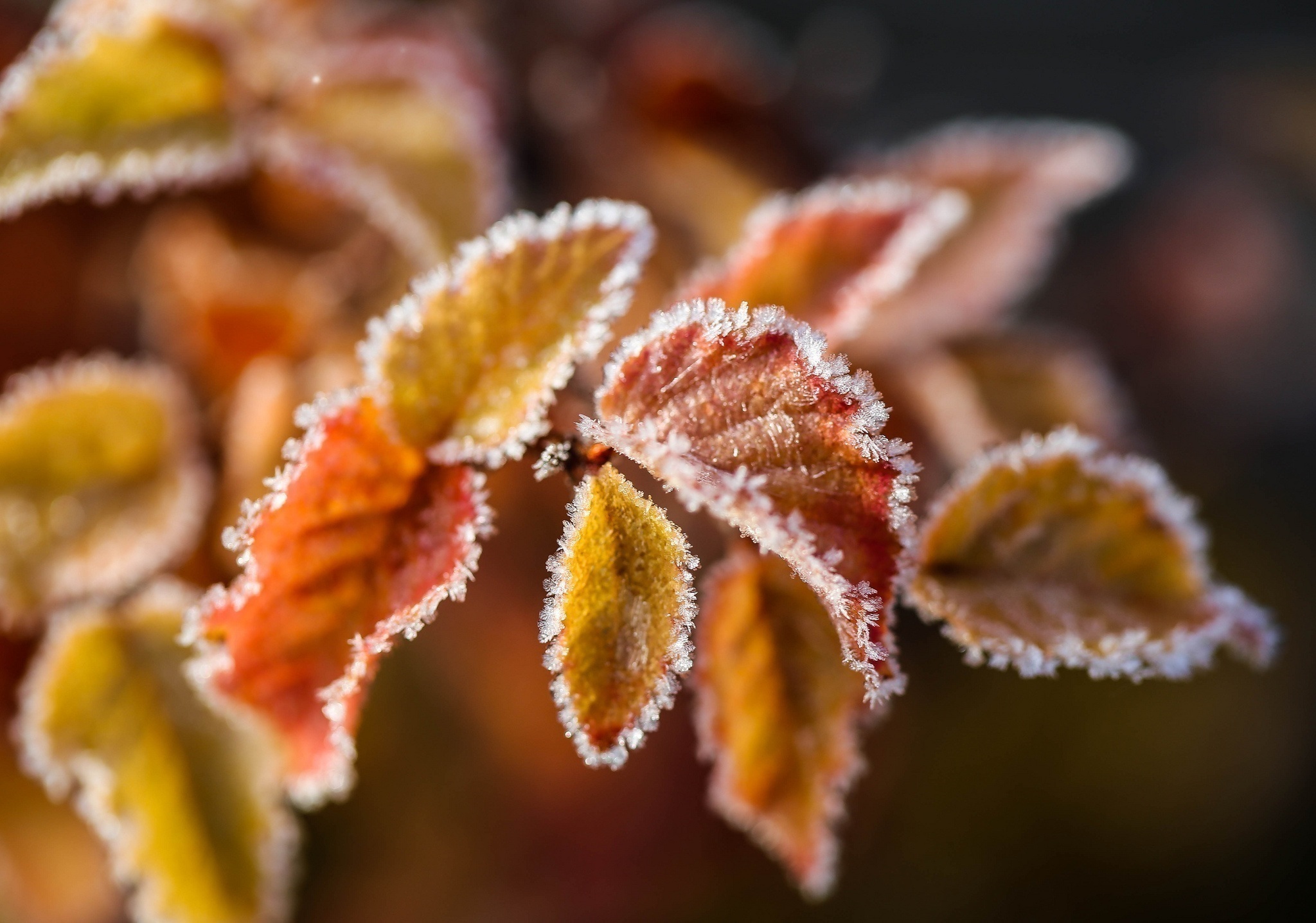 85965 download wallpaper leaves, macro, branch, frost, hoarfrost screensavers and pictures for free