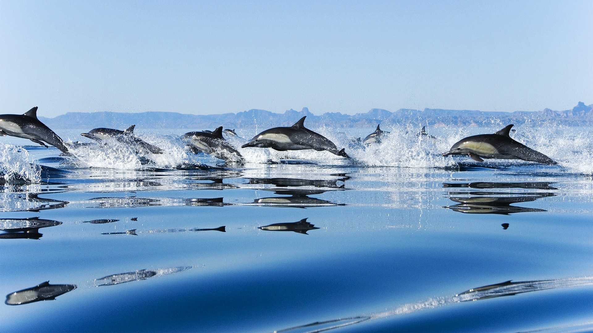 40906 Salvapantallas y fondos de pantalla Delfines en tu teléfono. Descarga imágenes de delfines, animales, azul gratis