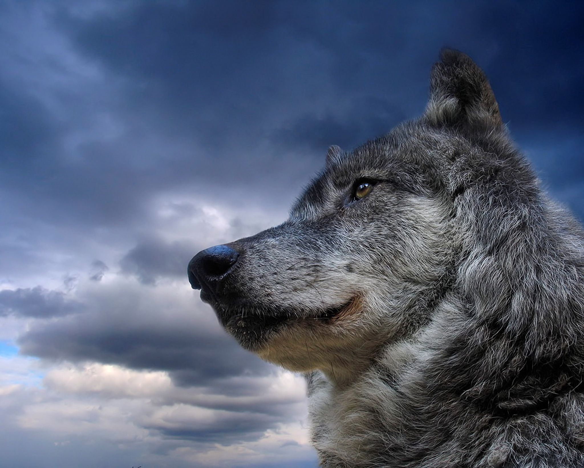 animal, gray wolf, wolves 5K