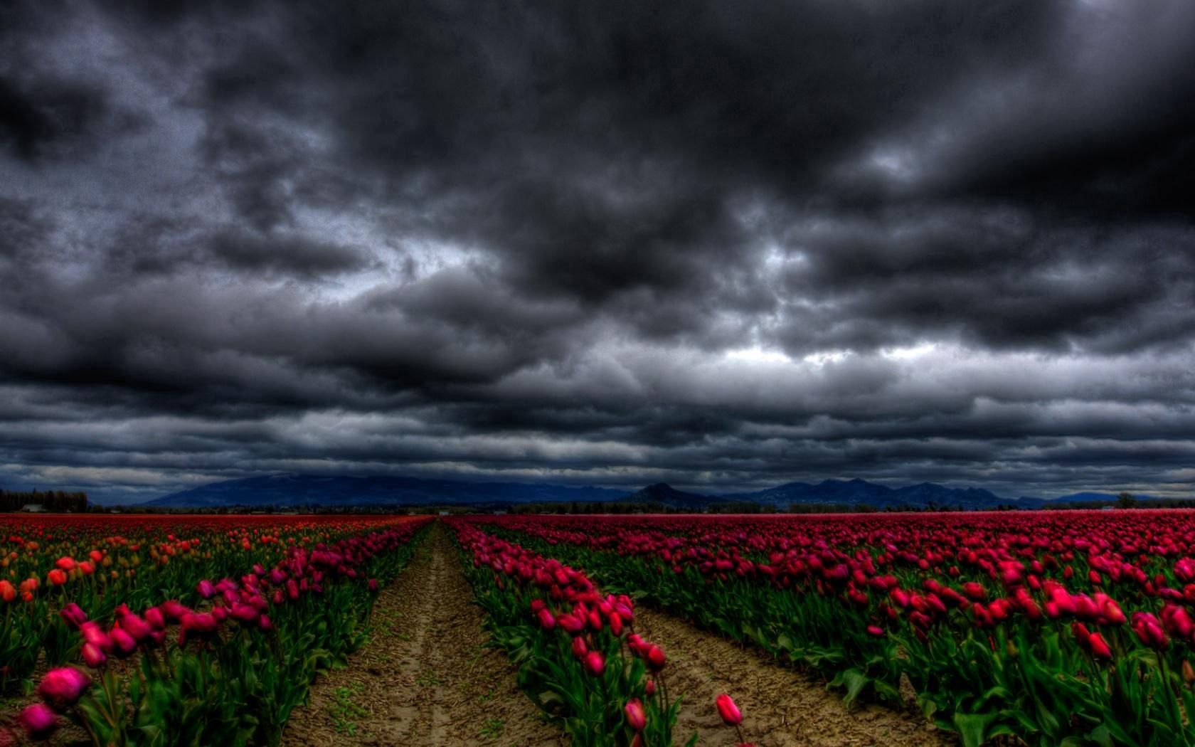 61403 Salvapantallas y fondos de pantalla Cielo en tu teléfono. Descarga imágenes de oscuro, tulipanes, campo, flores gratis