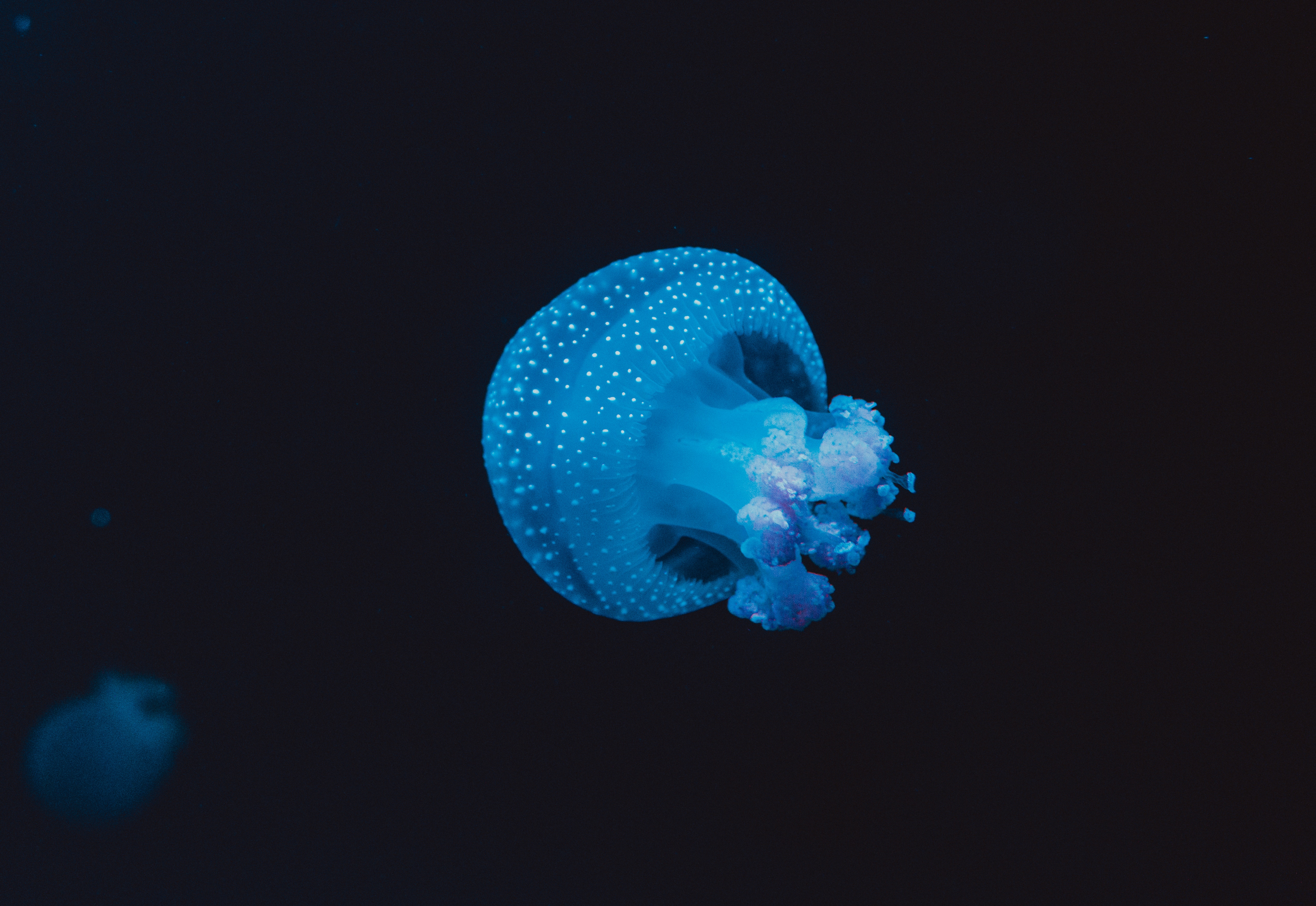 stains, underwater world, jellyfish, spots Free HD pic