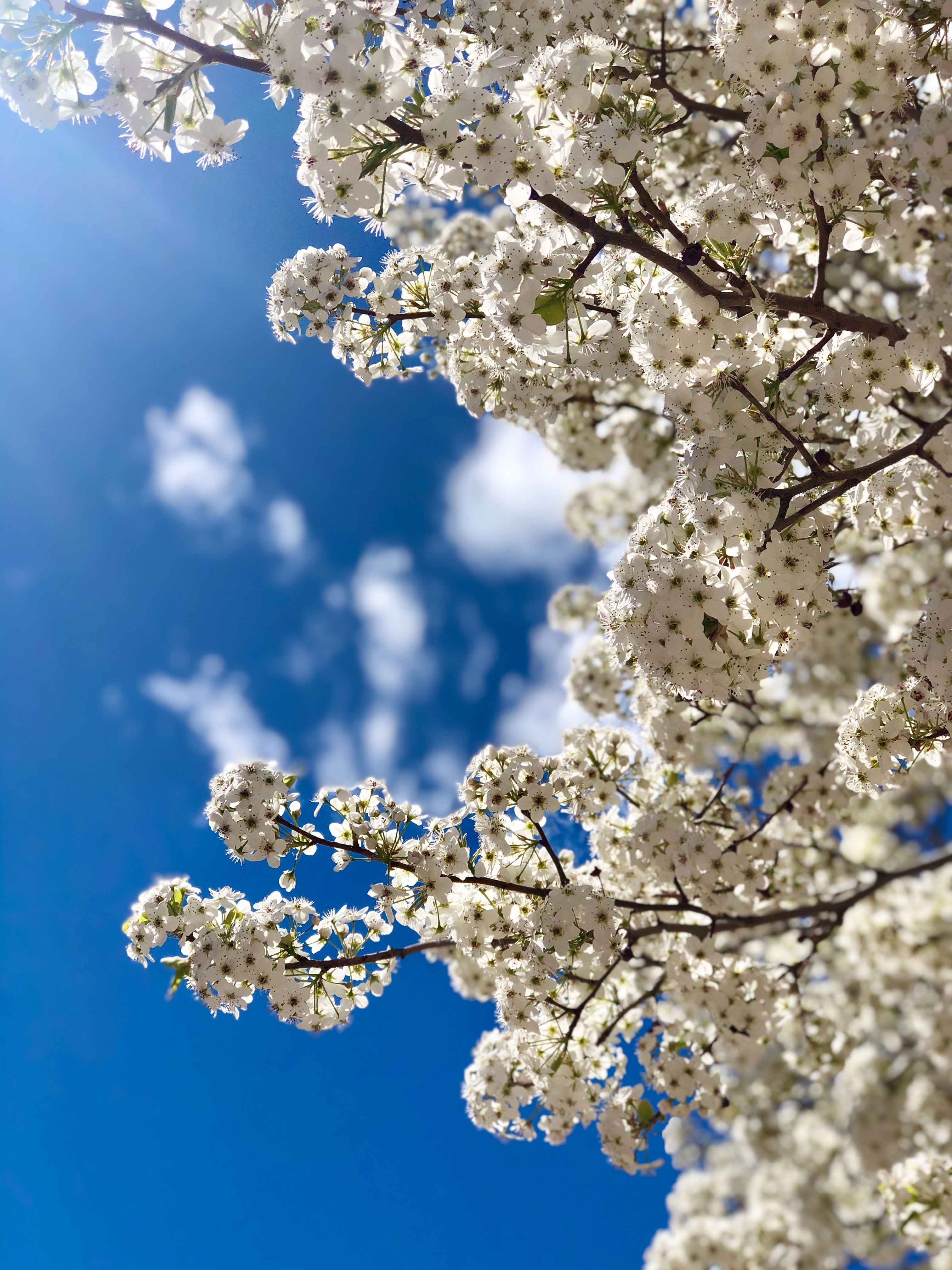 Laden Sie das Ast, Blumen, Sky, Blühen, Blühenden, Zweig, Frühling-Bild kostenlos auf Ihren PC-Desktop herunter