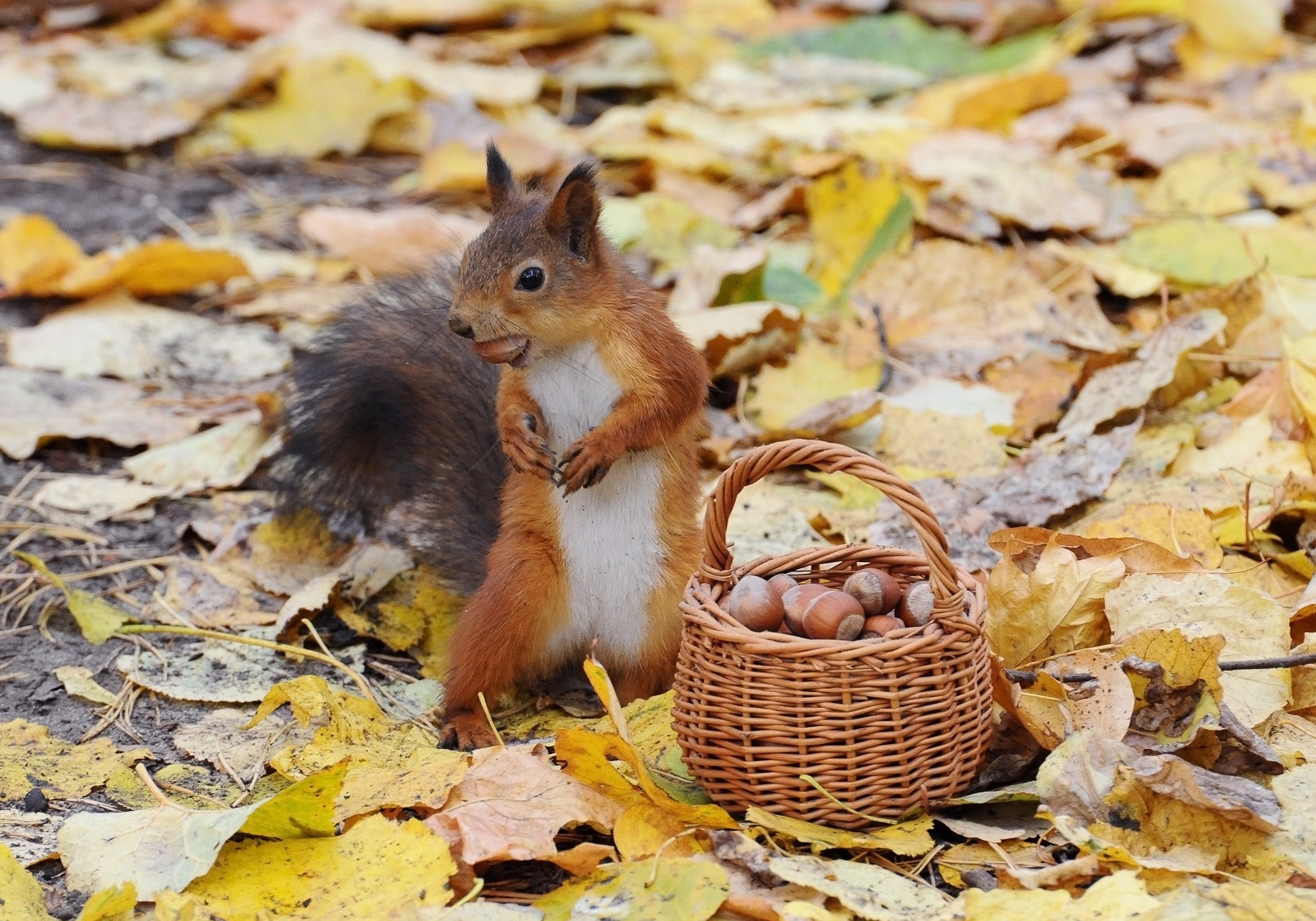 squirrel, leaf, nut, acorn HD Mobile