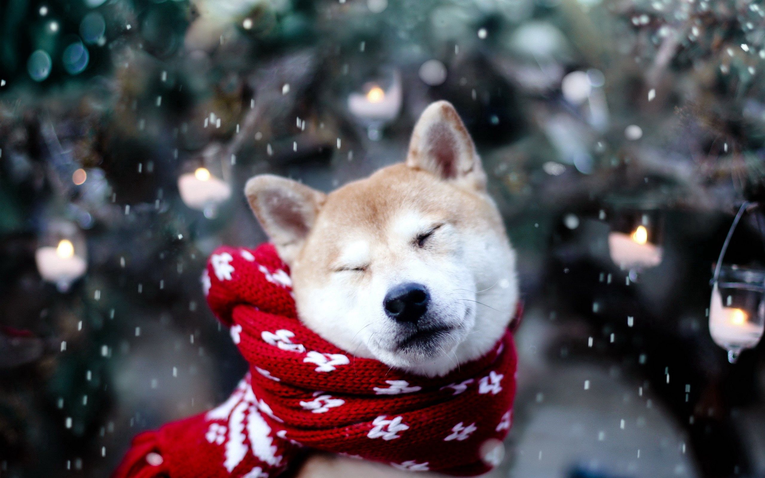 68355 Hintergrundbild herunterladen hund, tiere, schnee, schal, akita inu, schielen, blinken - Bildschirmschoner und Bilder kostenlos