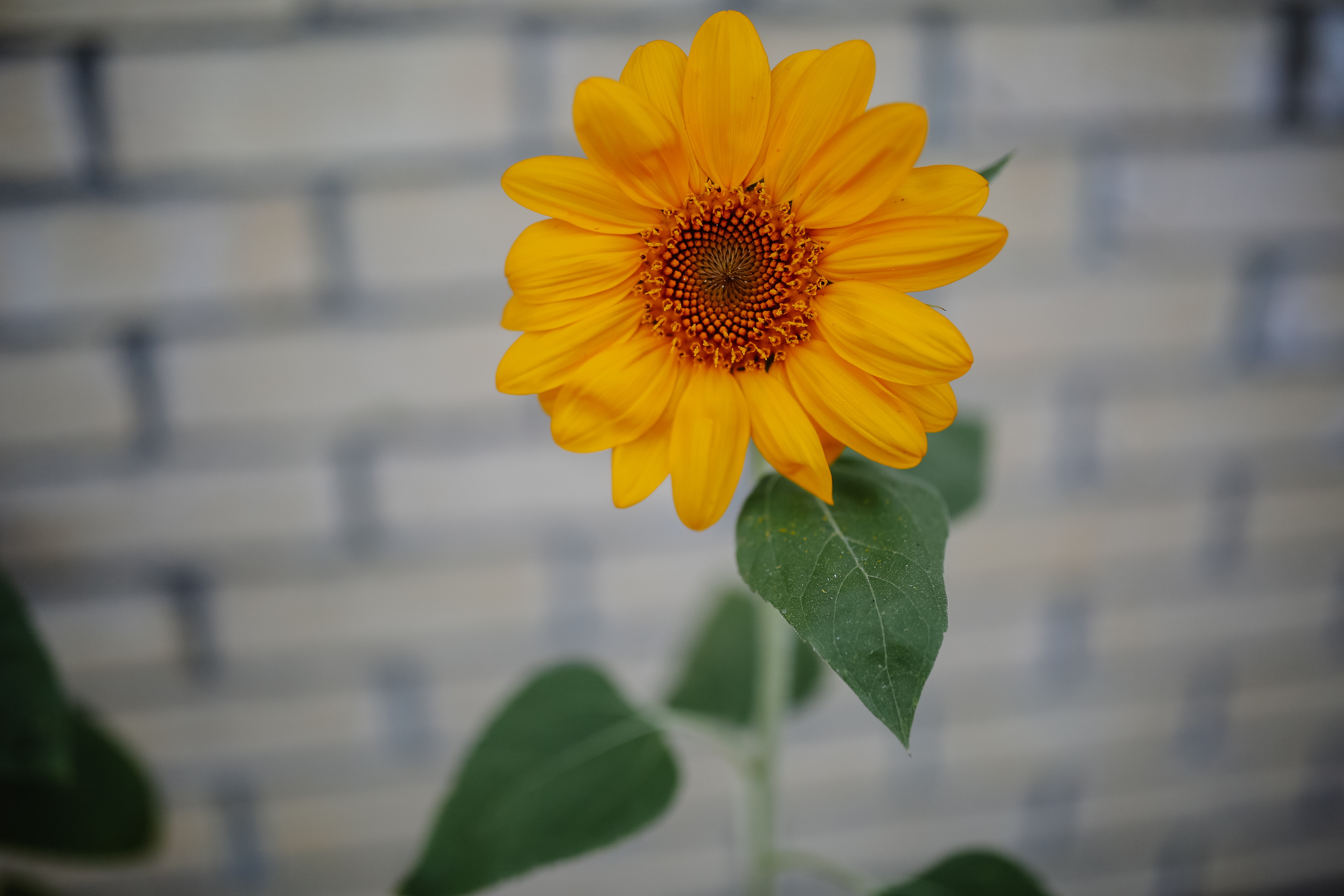 sunflower, blur, flowers, petals, bud, smooth, bloom, flowering 8K