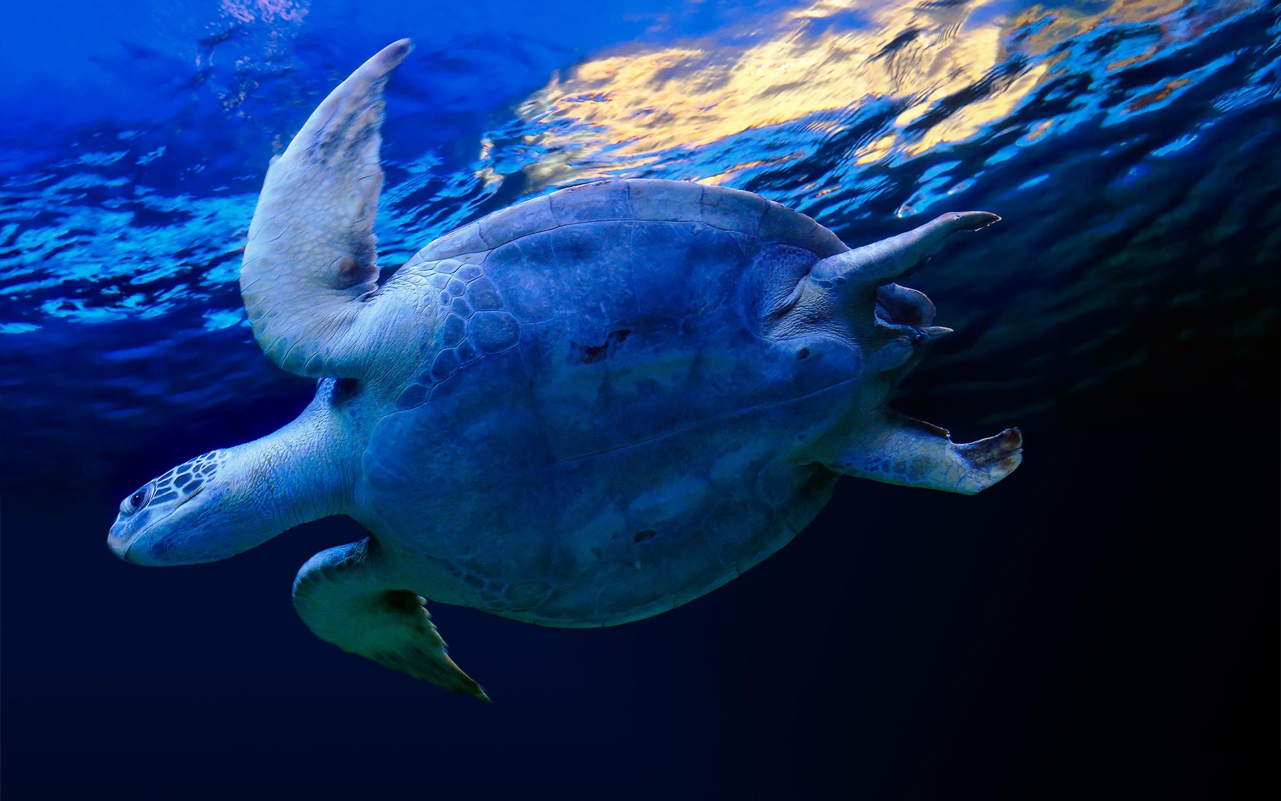 animal, turtles Turtle HD Android Wallpapers